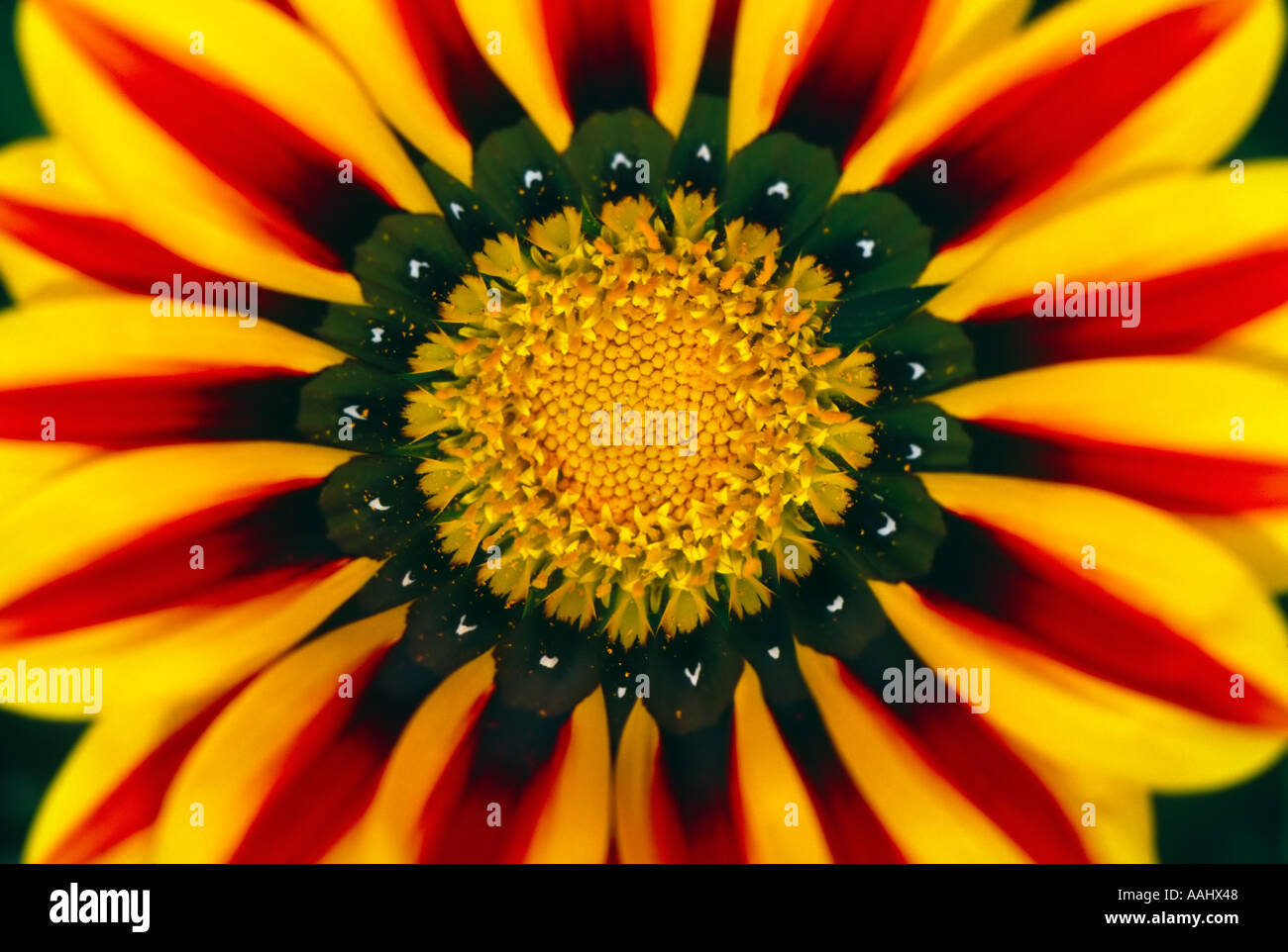 Gazania Red Stripe fiore da vicino Foto Stock