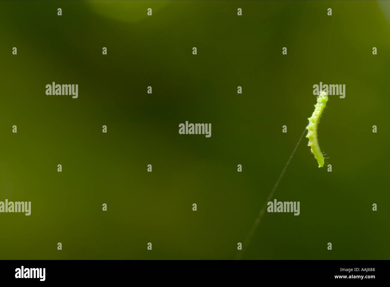 Caterpillar risalendo il filo di seta per pupate Foto Stock