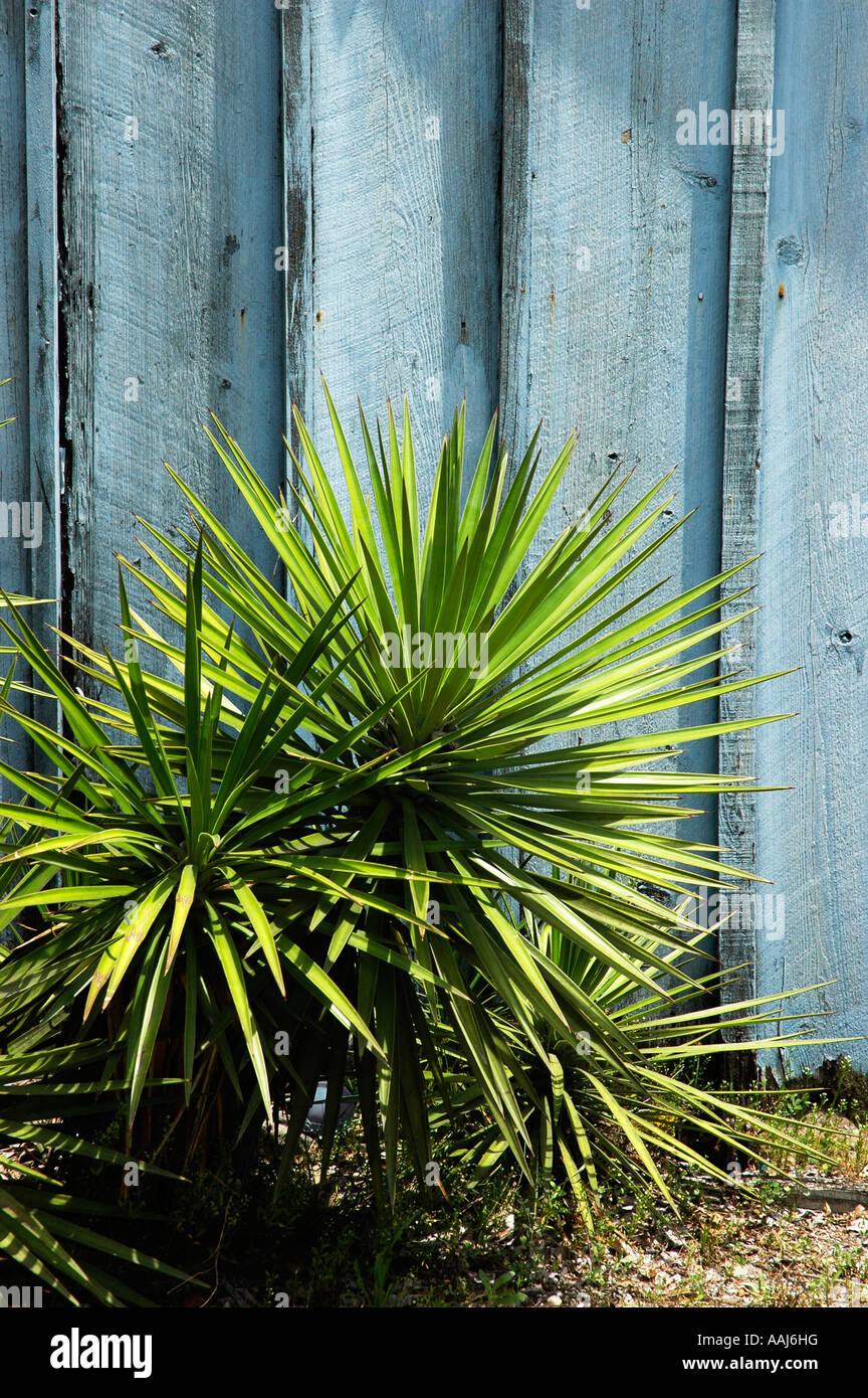 Punta aguzza paesaggio vegetale accanto all'edificio a Charleston, Carolina del Sud Foto Stock