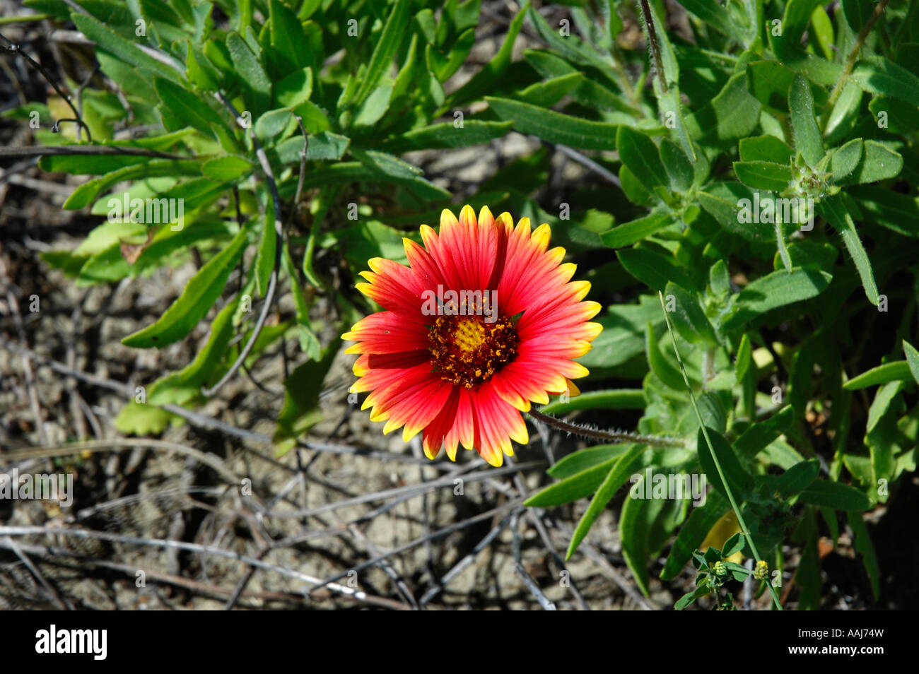 Dune di sabbia fiore Isle of Palms Charleston, Carolina del Sud Foto stock  - Alamy