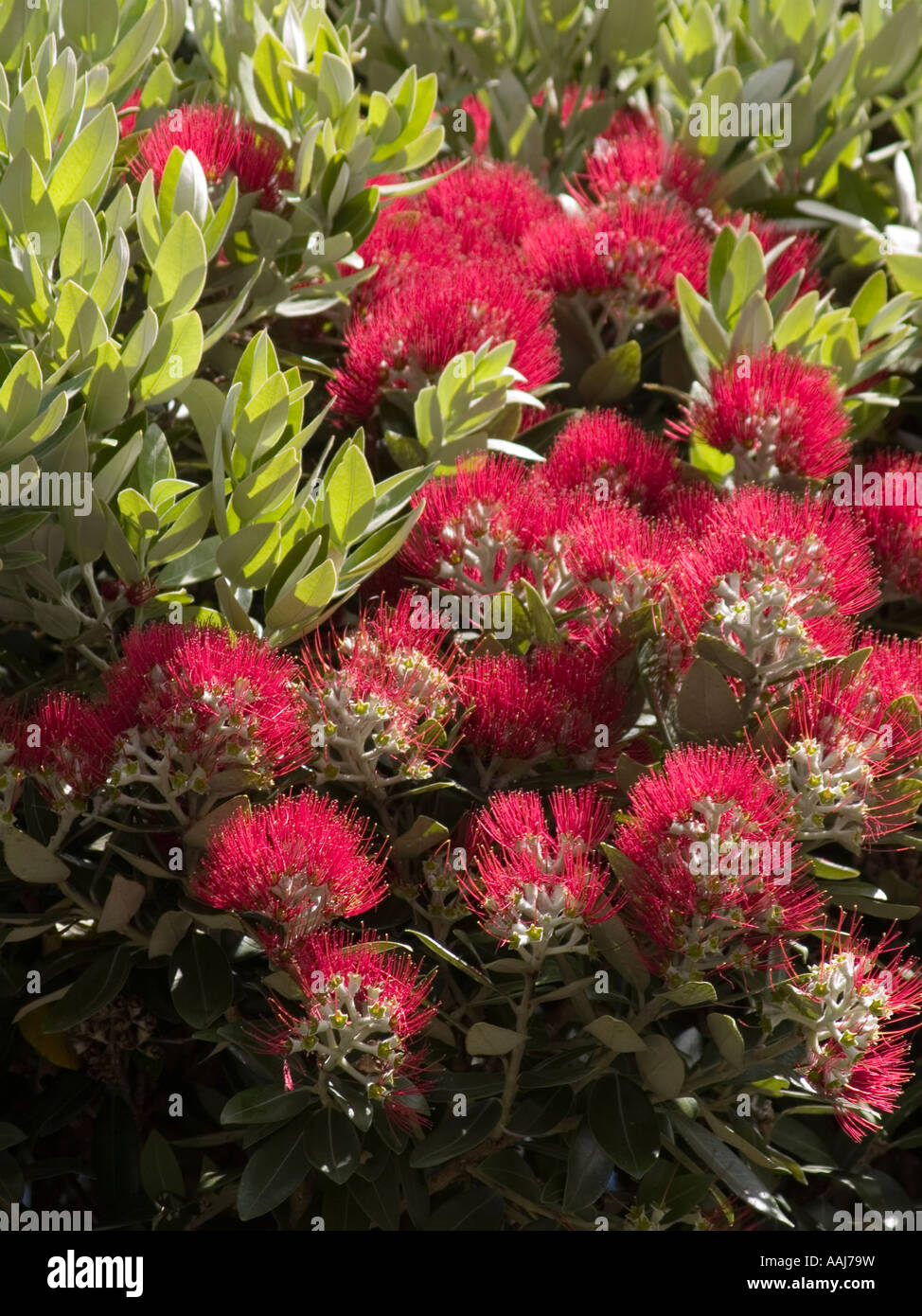 Fioritura Nuova Zelanda albero di Natale Pohutukawa Metrosideros excelsus Foto Stock