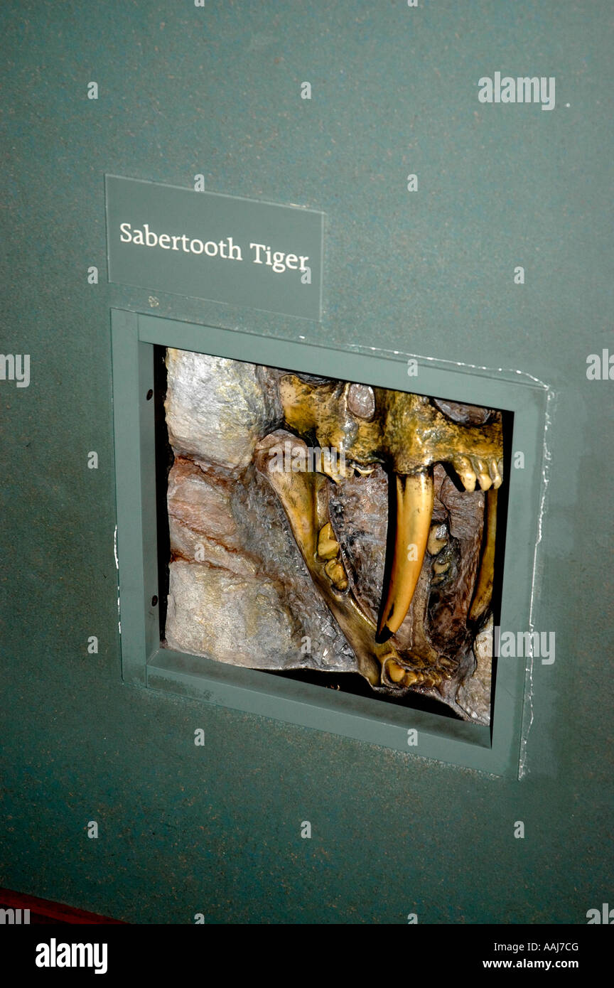 Saber dente tigre fossile di Charleston Aquarium di Charleston, Carolina del Sud Foto Stock
