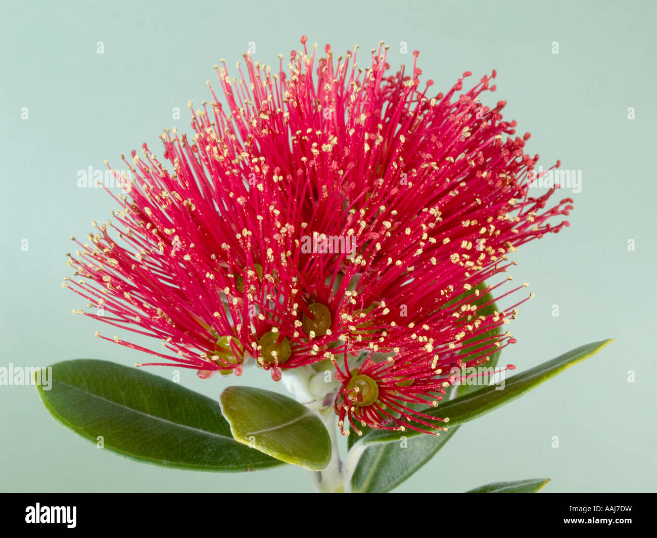 Close up della Nuova Zelanda albero Pohutukawa flower Metrosideros excelsus Foto Stock