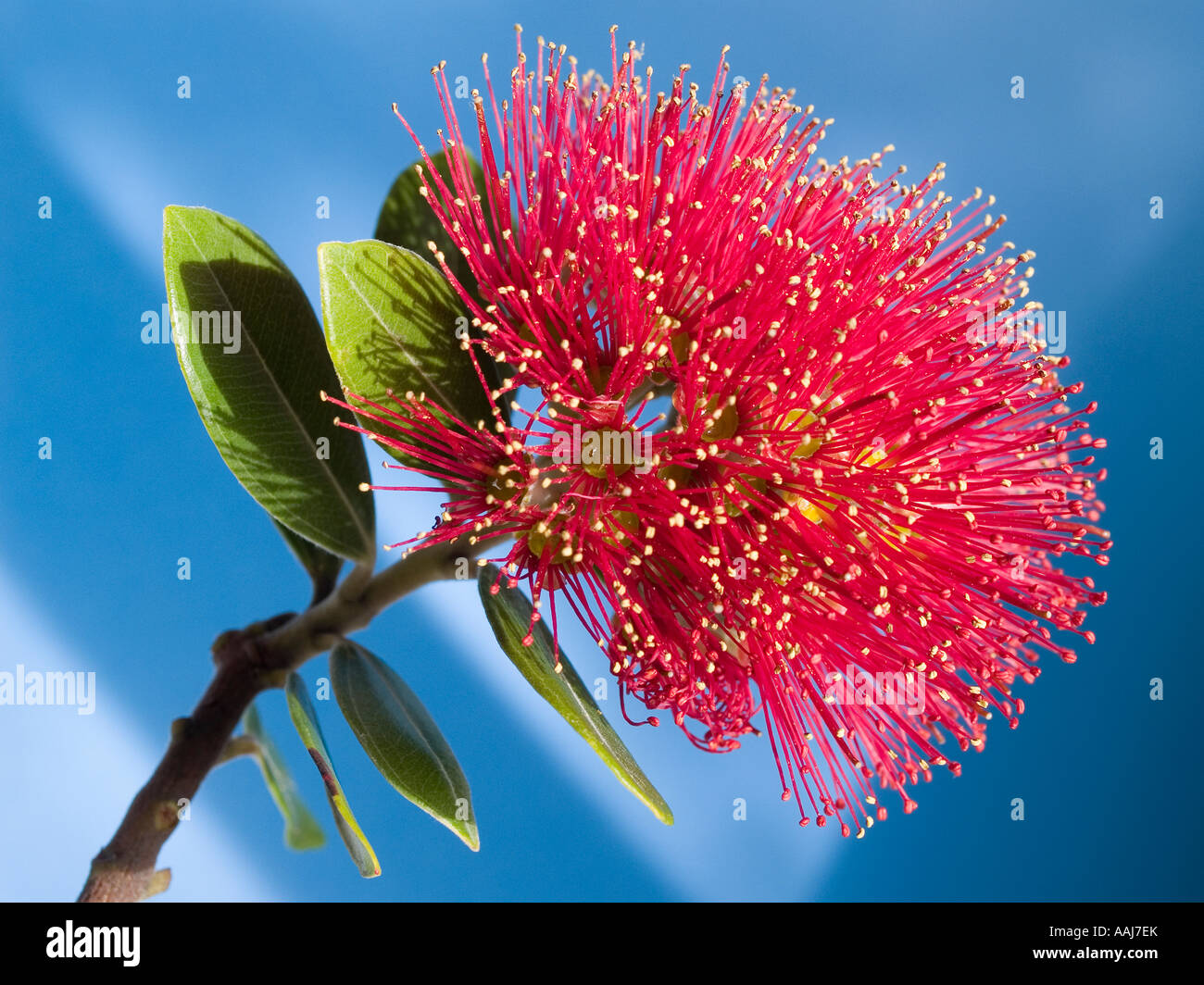 Close up della Nuova Zelanda albero Pohutukawa flower Metrosideros excelsus Foto Stock