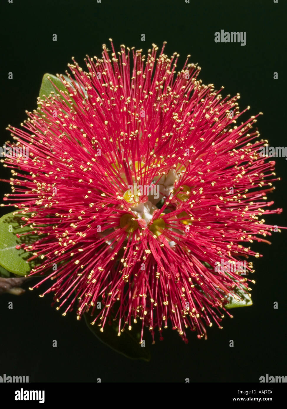 Close up della Nuova Zelanda albero Pohutukawa flower Metrosideros excelsus Foto Stock