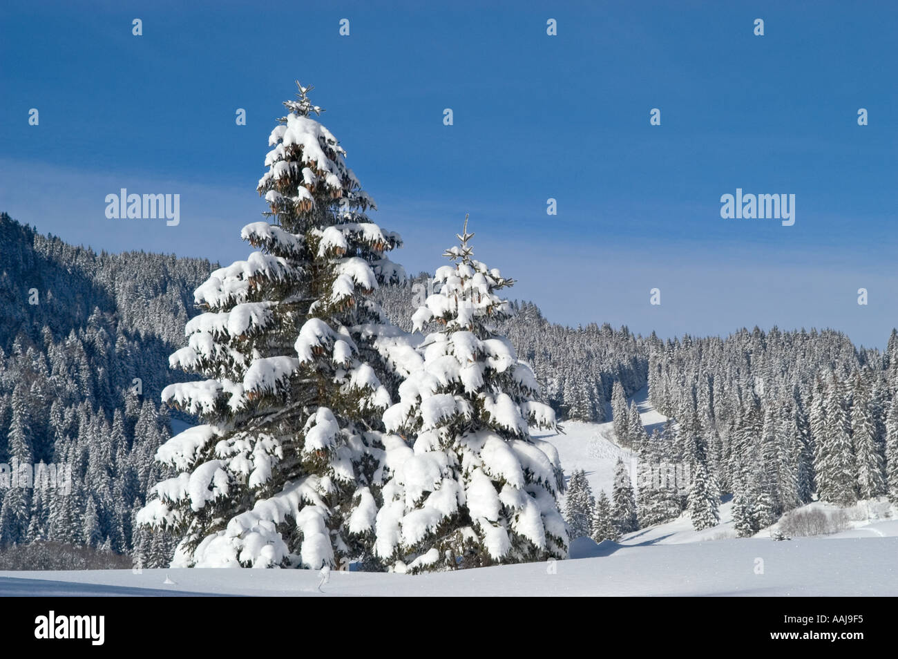 Coperta di neve abeti Valepp Valley vicino a Spitzingess lago Spitzing Alta Baviera Germania Foto Stock