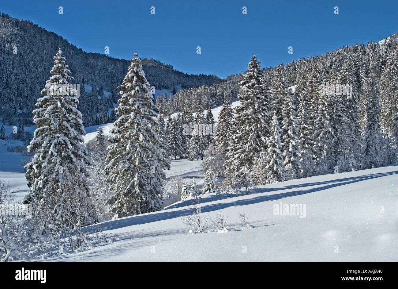 Coperta di neve abeti Valepp Valley vicino a Spitzingess lago Spitzing Alta Baviera Germania Foto Stock