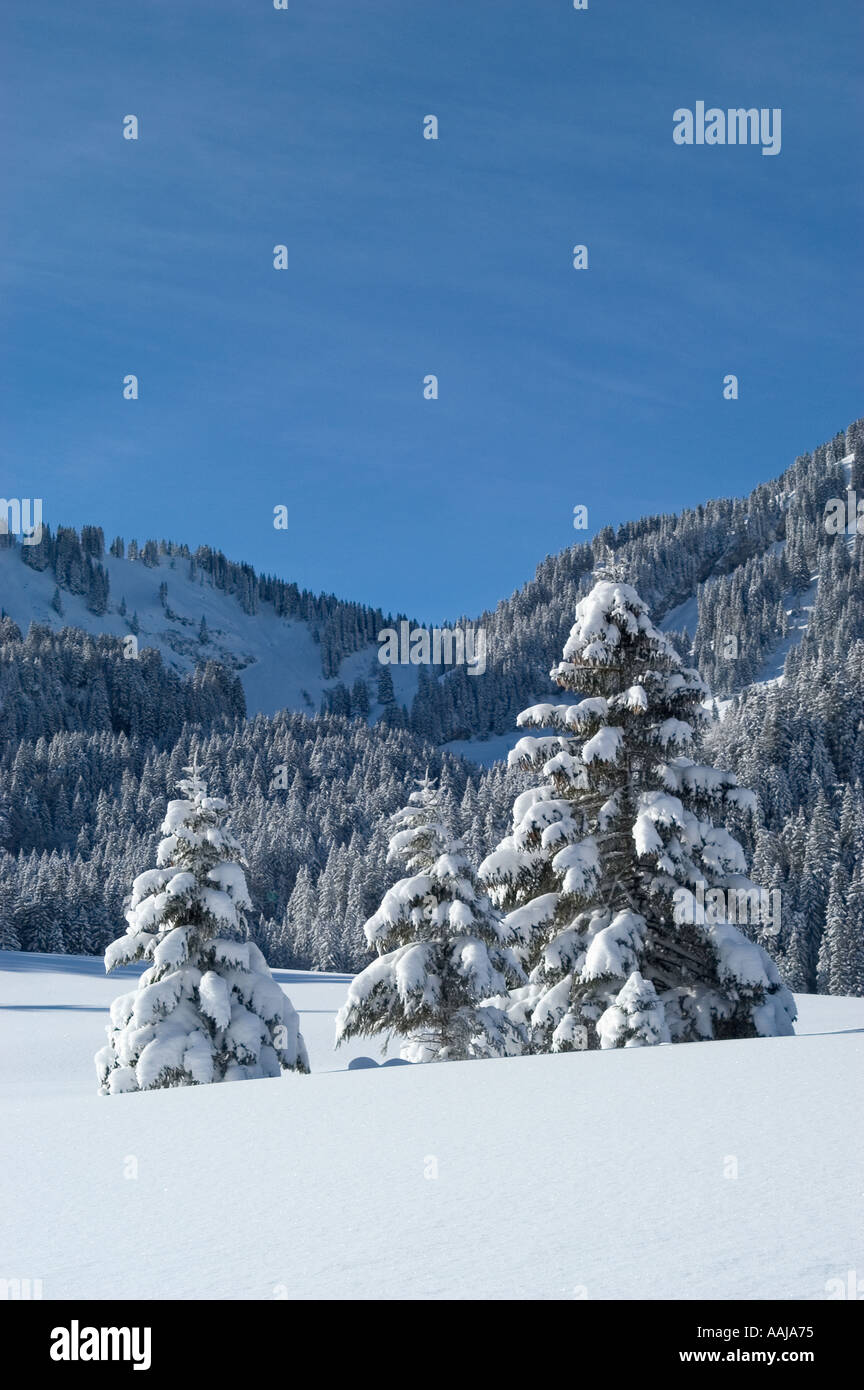 Coperta di neve abeti Valepp Valley vicino a Spitzingess lago Spitzing Alta Baviera Germania Foto Stock