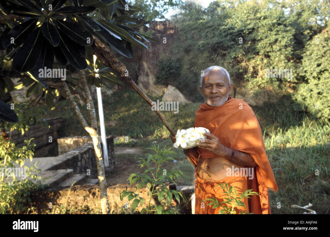 Un monaco raccoglie tempio fiori poco dopo l'alba per un'offerta al Buddha Aukana Foto Stock
