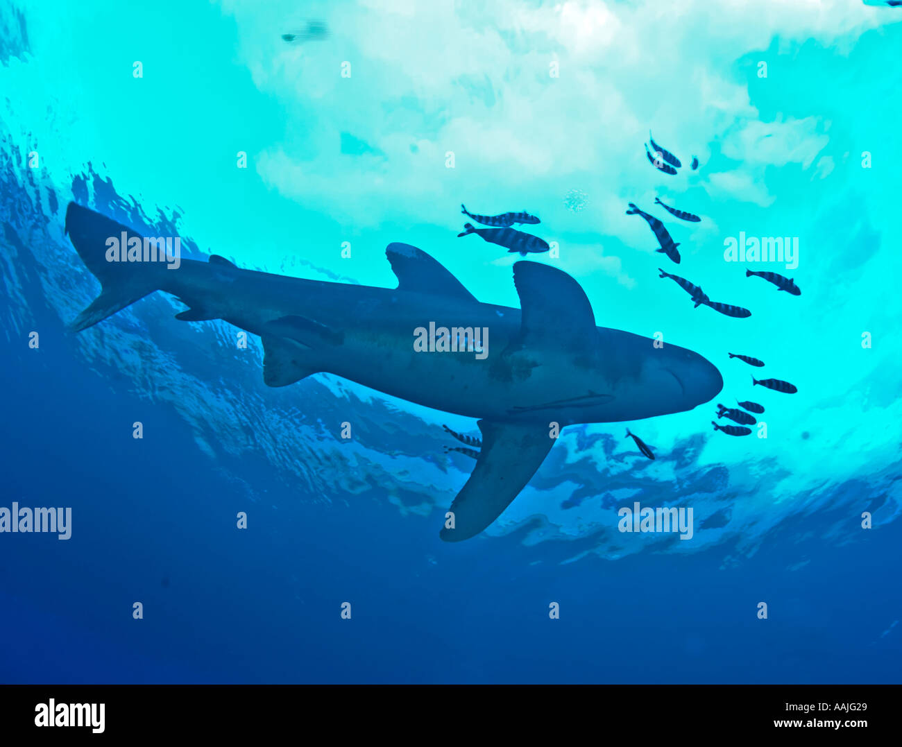 Ocean white tip shark cruising nel blu mare rosso Egitto accompagnato da pesce pilota Foto Stock