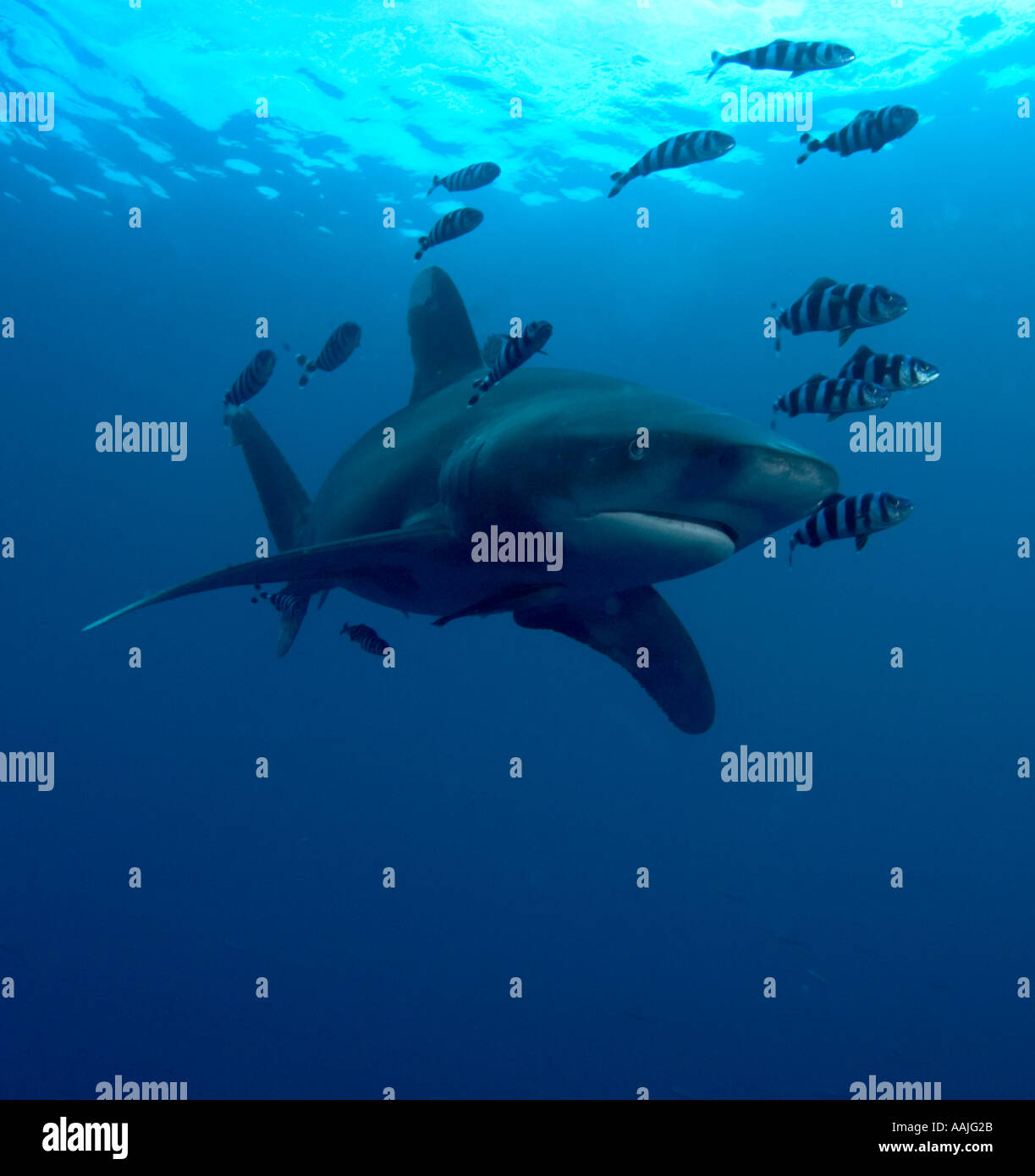 Ocean white tip shark cruising nel blu mare rosso Egitto accompagnato da pesce pilota Foto Stock