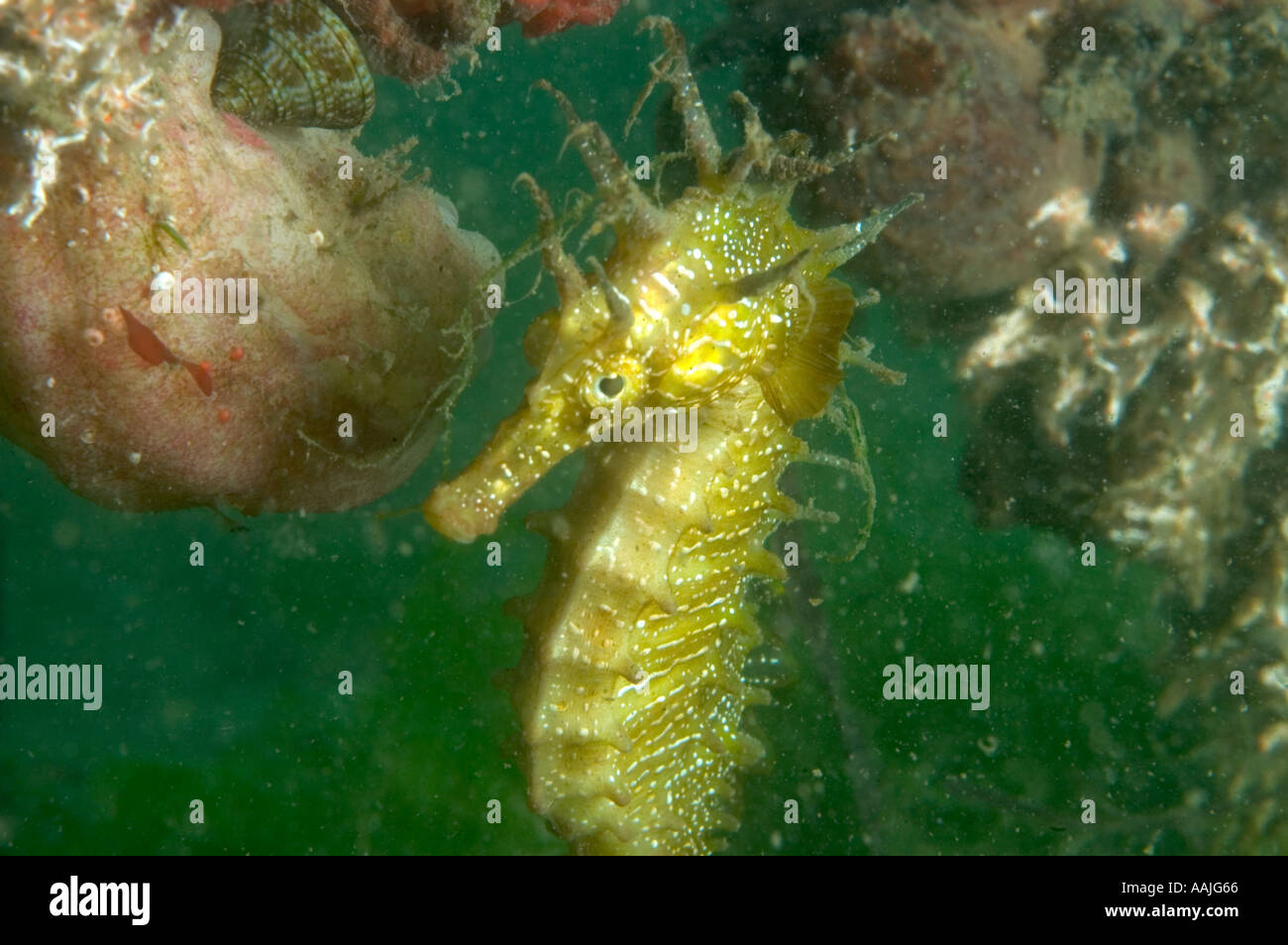 Spinosa cavalluccio marino Hippocampus guttulatus sulla costa atlantica del Portogallo vicino a Faro più comune riscontrato Regno Unito Irlanda Nord della Norvegia Foto Stock