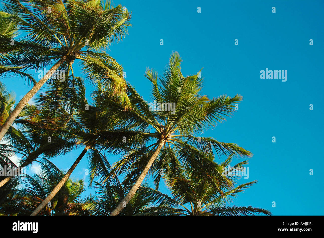 Palma da cocco, Pernambuco, Brasile Foto Stock