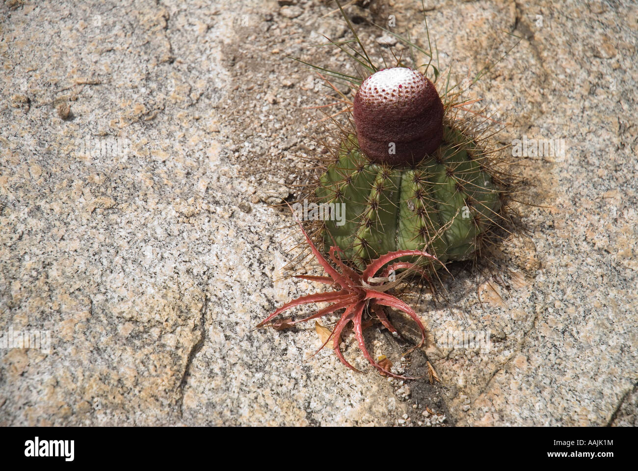 Close-up di un impianto Melon-Cactus (Melocactus matanzanus) e bromeliad ( bromelia laciniosa ) Foto Stock