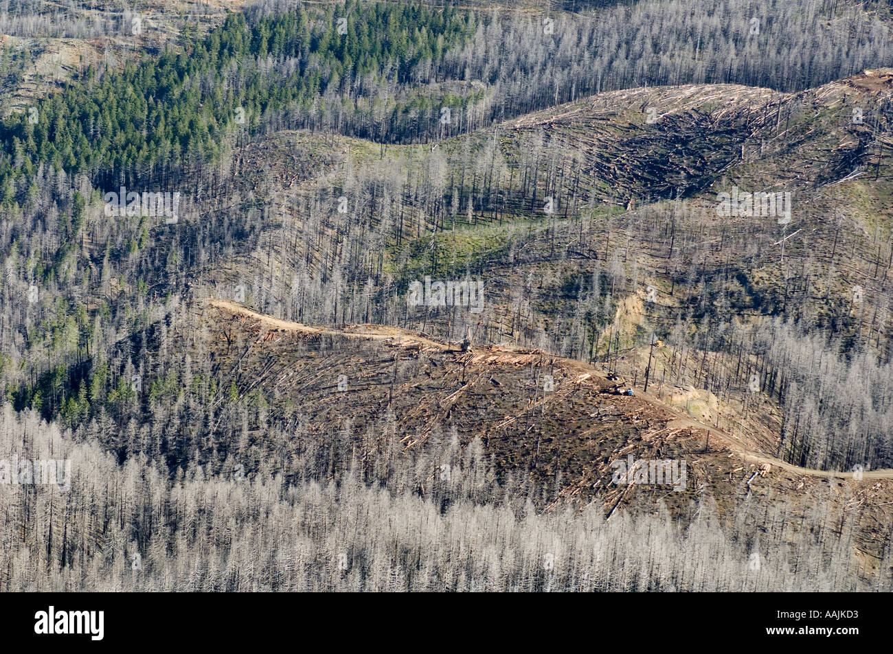 USA OREGON, Siskiyou Mountains, KALMIOPSIS deserto, resti di Biscuit Fire 2002 Salvage operazione di registrazione nella vecchia per la crescita Foto Stock