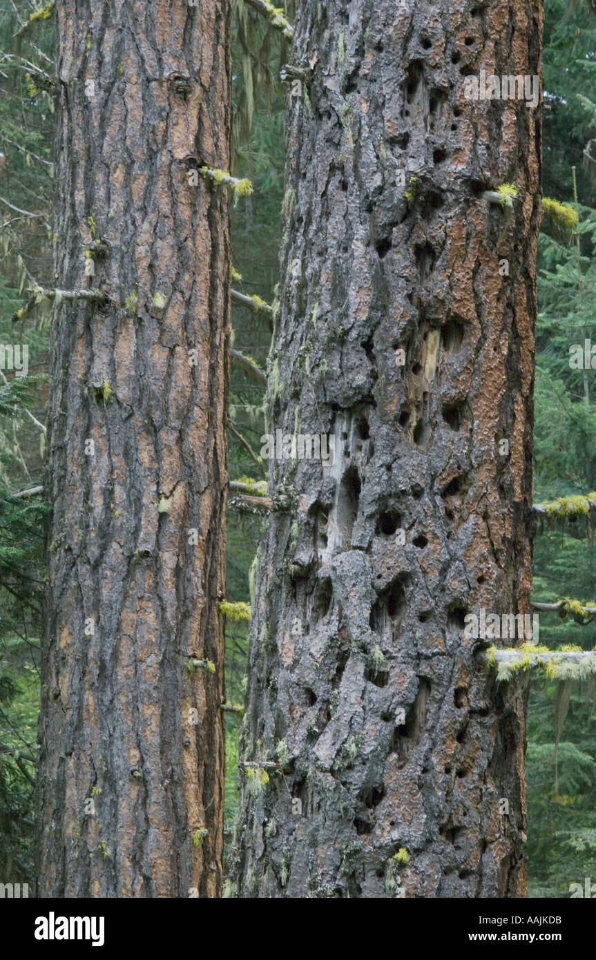 Fori di picchio, Cascade-Siskiyou monumento nazionale, Siskiyou Mountains, Southern Oregon, giugno USA Foto Stock