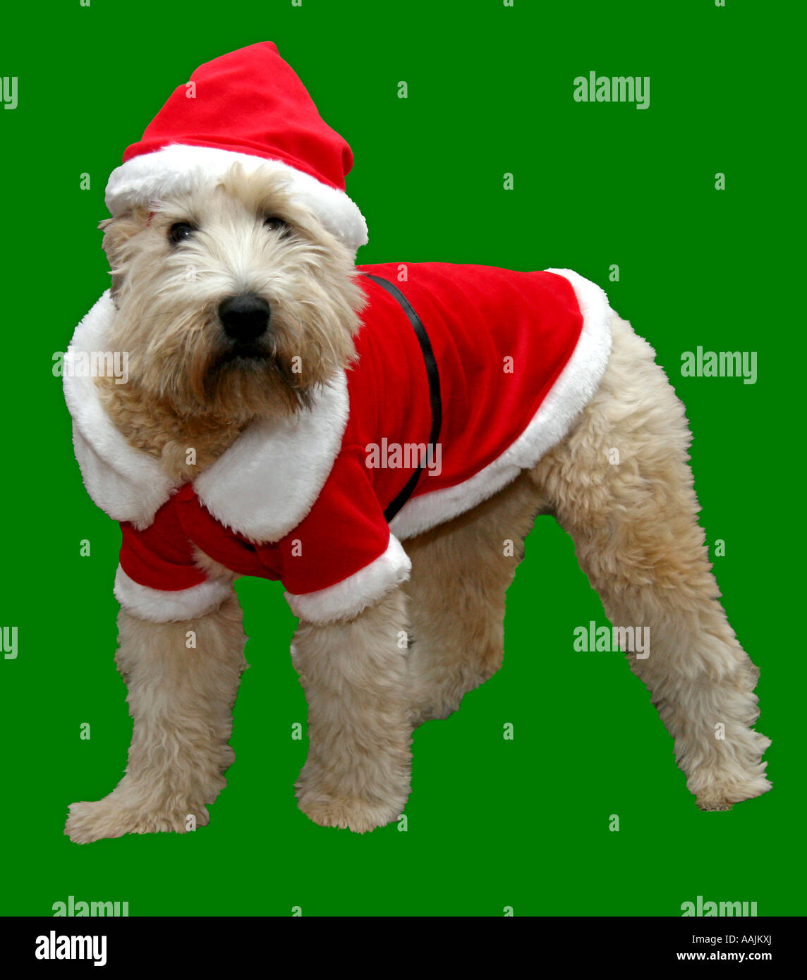 Rivestito di morbida Wheaten Terrier in Christmas Santa Claus costume Foto Stock