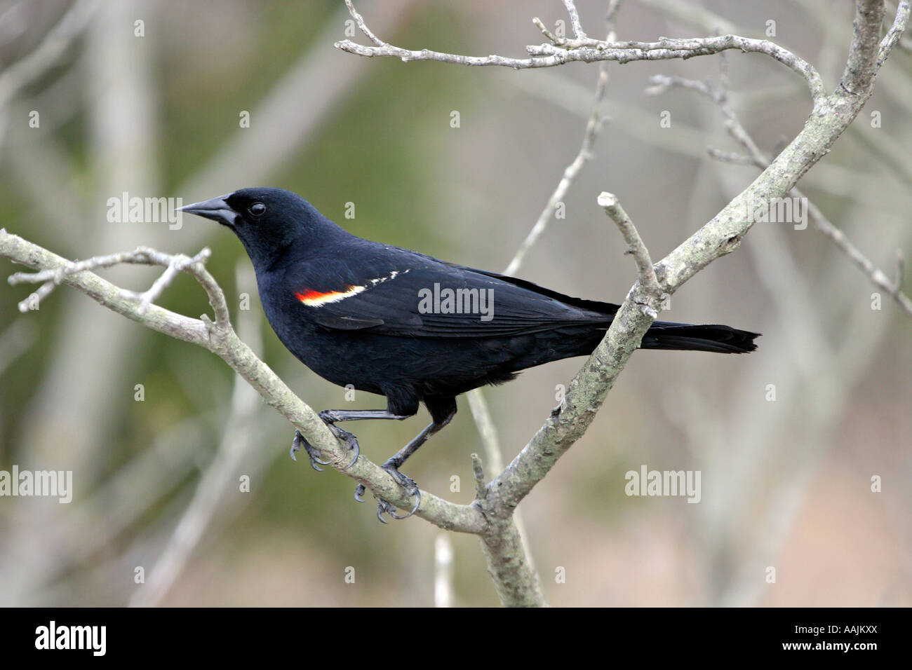 Rosso-winged Blackbird arroccato nella struttura ad albero guardando a sinistra Foto Stock