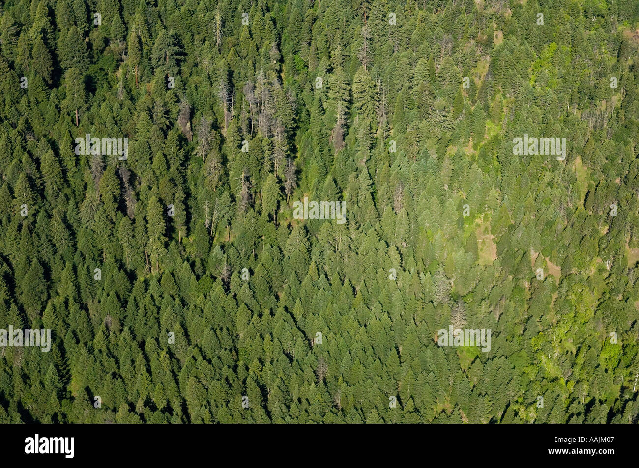 USA OREGON Antenna della cascata di foresta-SISKIYOU monumento nazionale Foto Stock