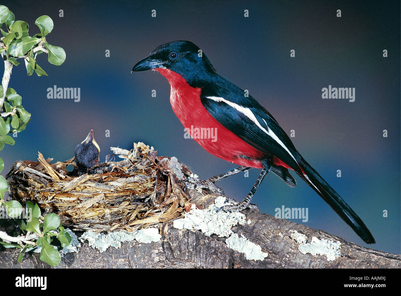 Crimson breasted Shrike o Crimson breasted Boubou presso il suo nido con uccellini Provincia del Nord Africa del Sud Foto Stock