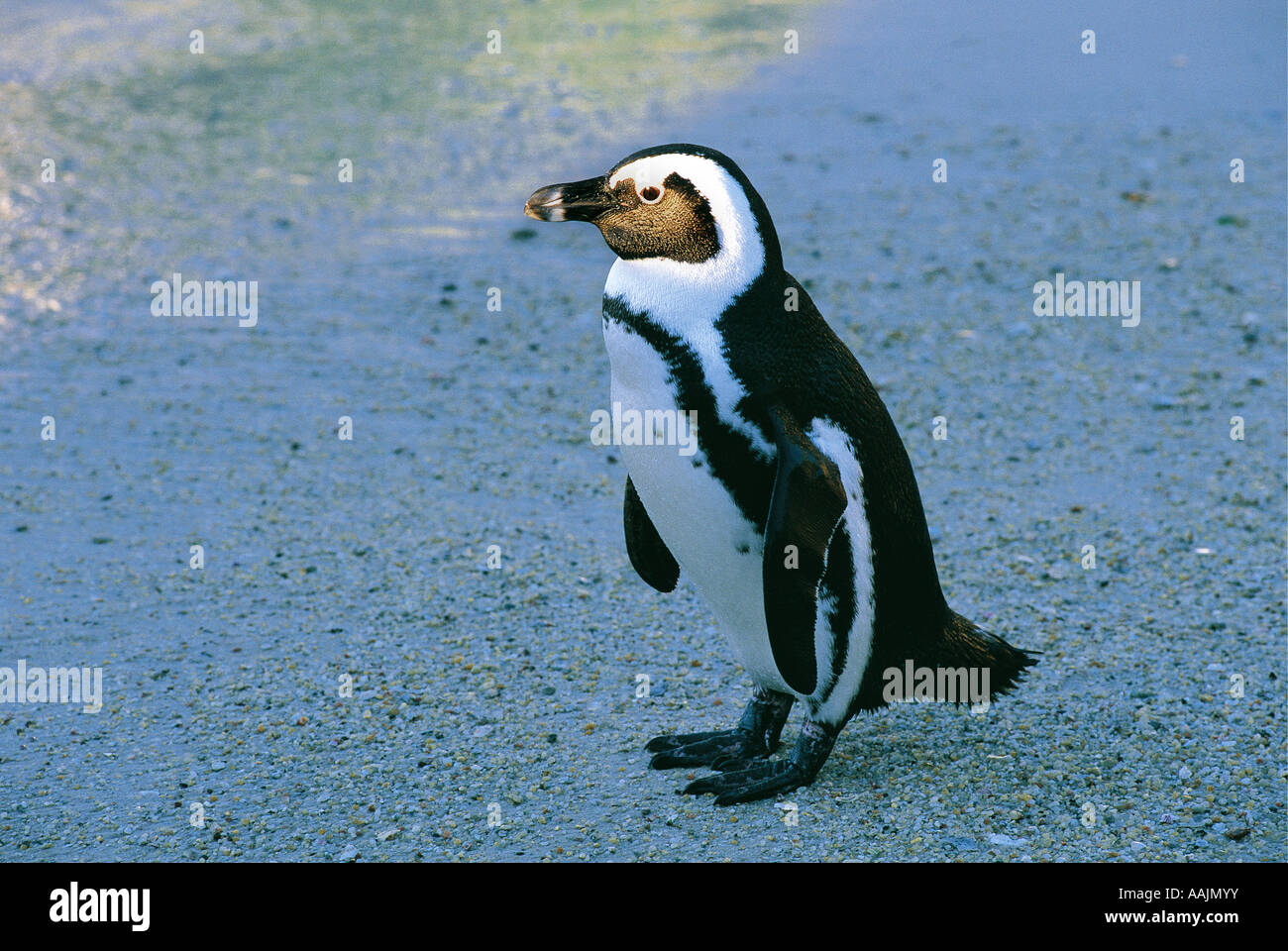 Nero footed Jackass Penguin Sud Africa Foto Stock