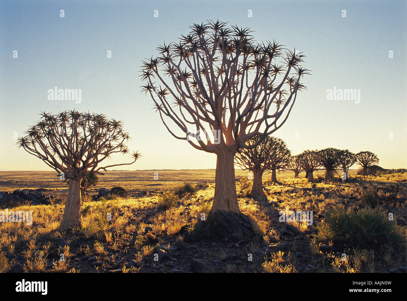 Gruppo di dieci faretra alberi visti come sagome contro la luce Northern Cape Sud Africa Foto Stock