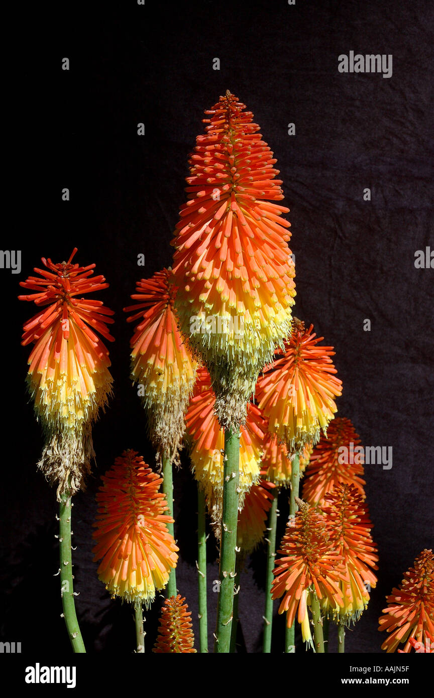 Kniphofia caulescens ROOPERI 3255 Foto Stock