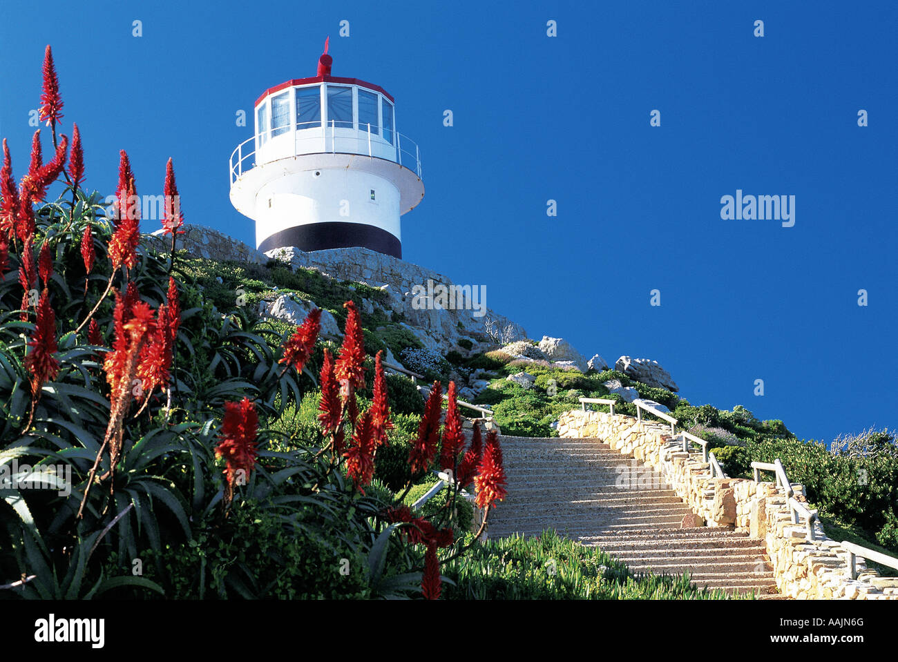 Fioritura di aloe con Cape Point Lighthouse in background in Sud Africa Foto Stock