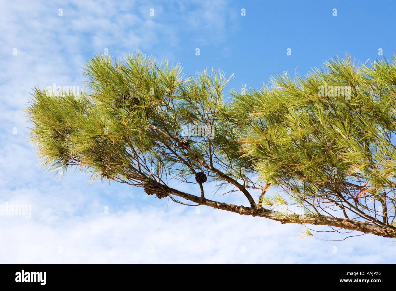 Pino il ramo con i coni contro un cielo blu con alta cloud Foto Stock