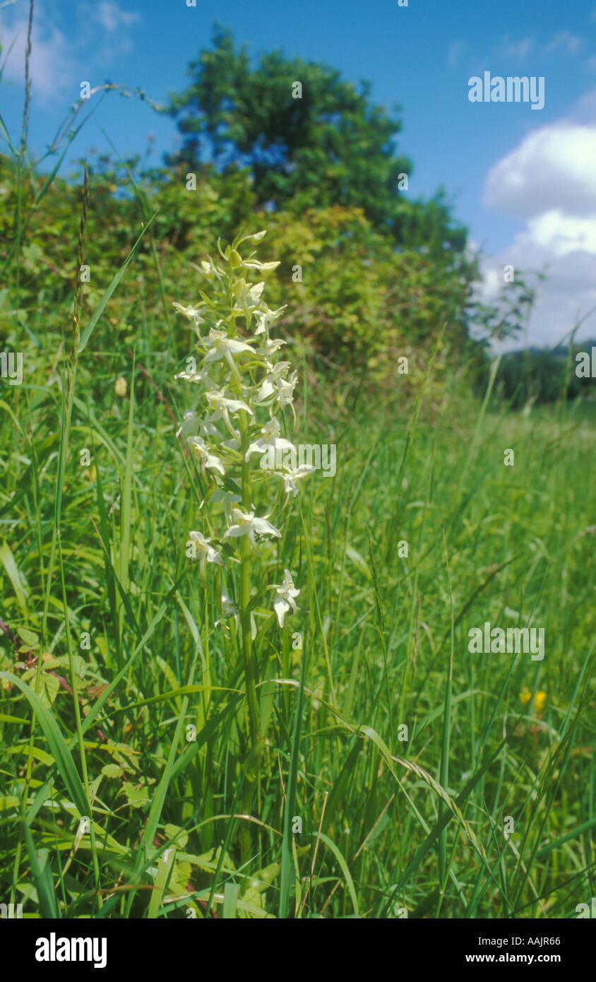 Maggiore Butterfly Orchid nella siepe Foto Stock