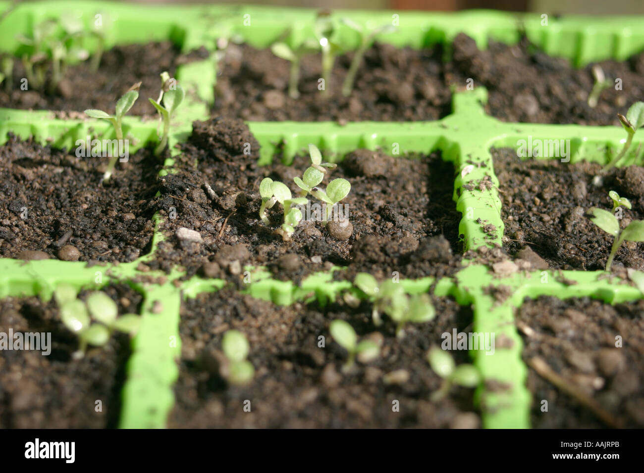 Mescolati i semi di lattuga piantata in un vassoio compartimentate e germinazione Lactuca sativa Foto Stock