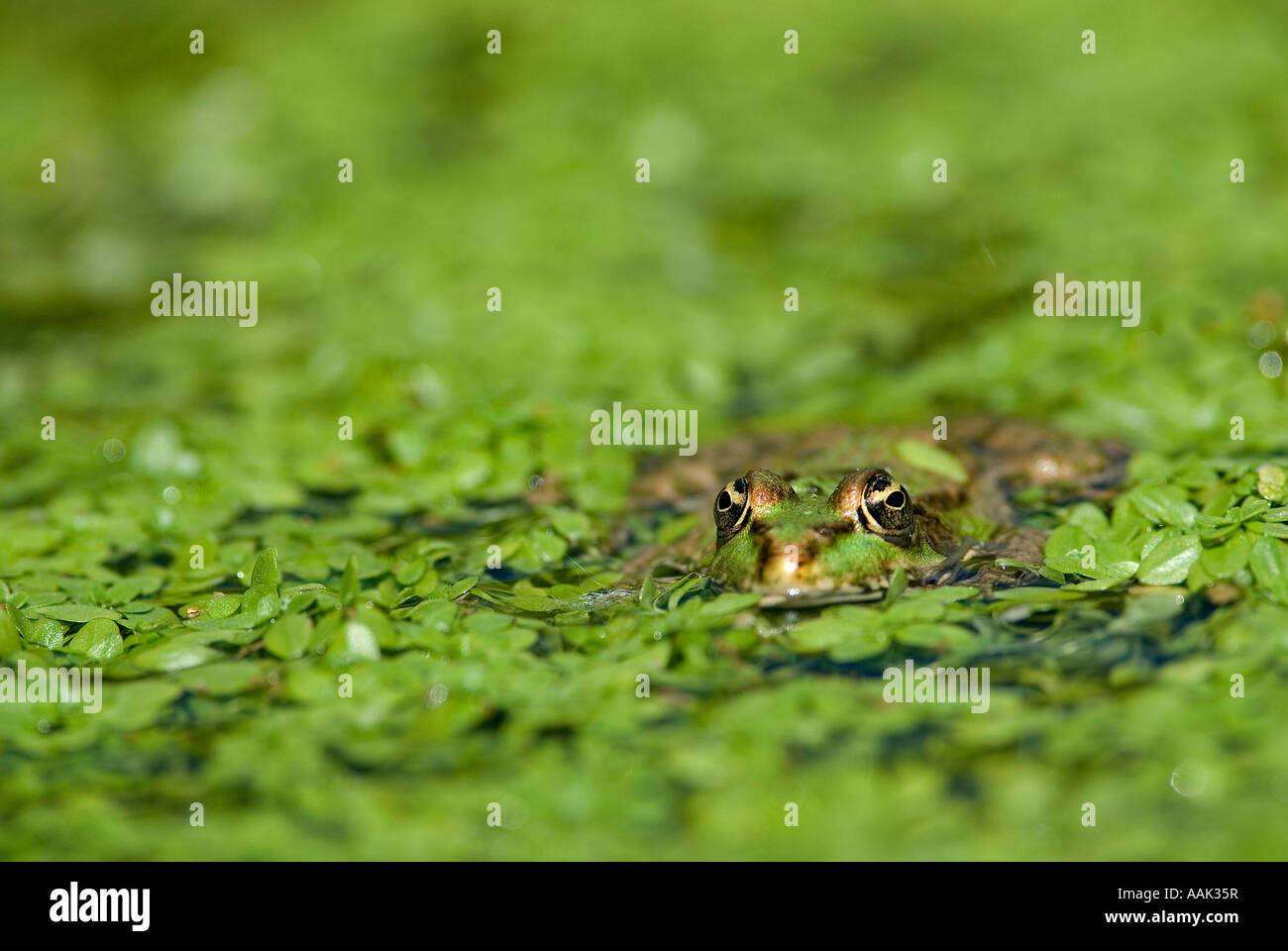 Rana di palude (Rana ridibunda) Foto Stock