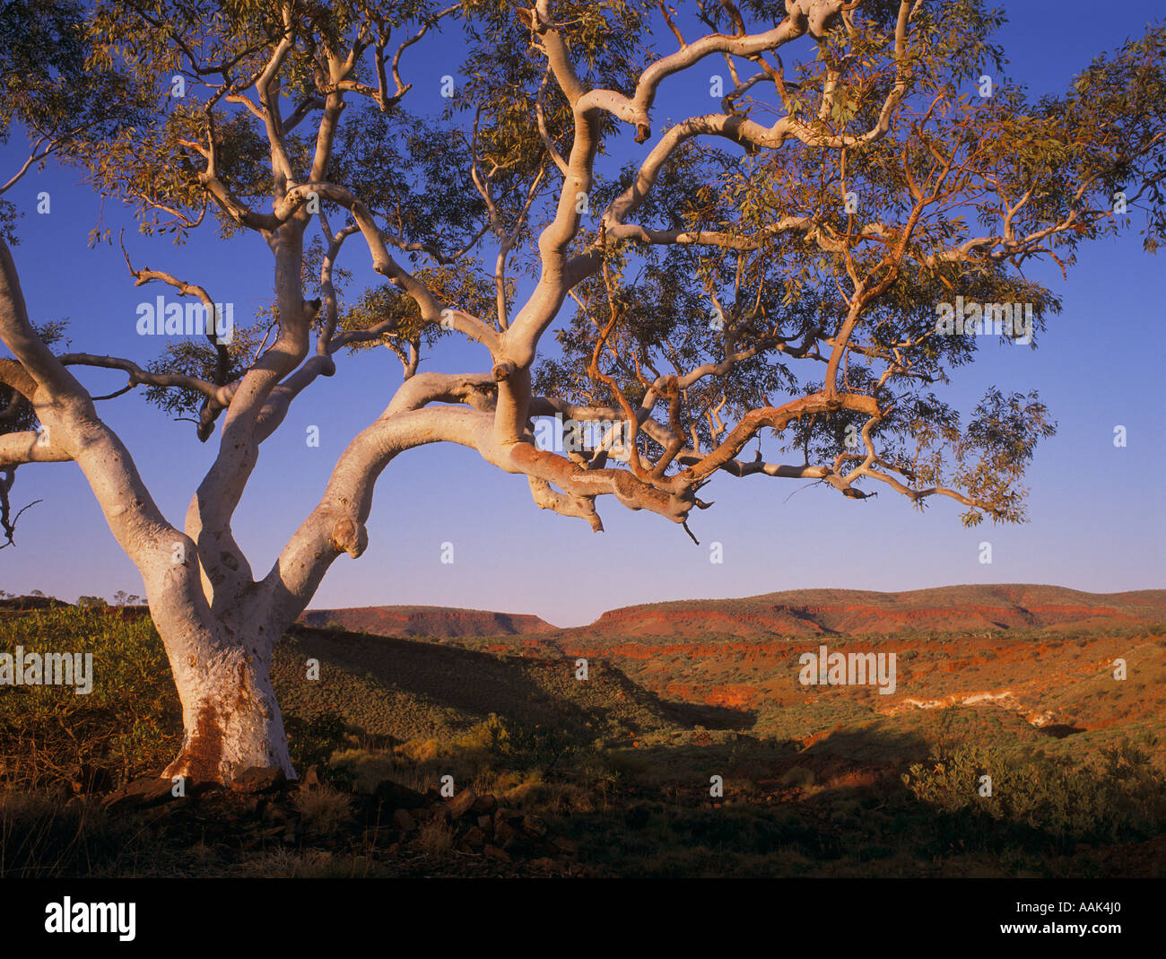 Snappy gum Karijini Hamersley Range Parco Nazionale Pilbara NW Western Australia eucalipto orizzontale brevifolia Foto Stock