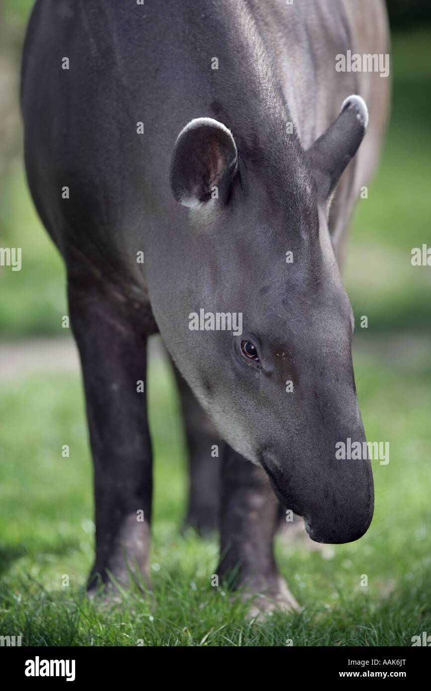 Pianura tapiro - Tapirus terrestris Foto Stock