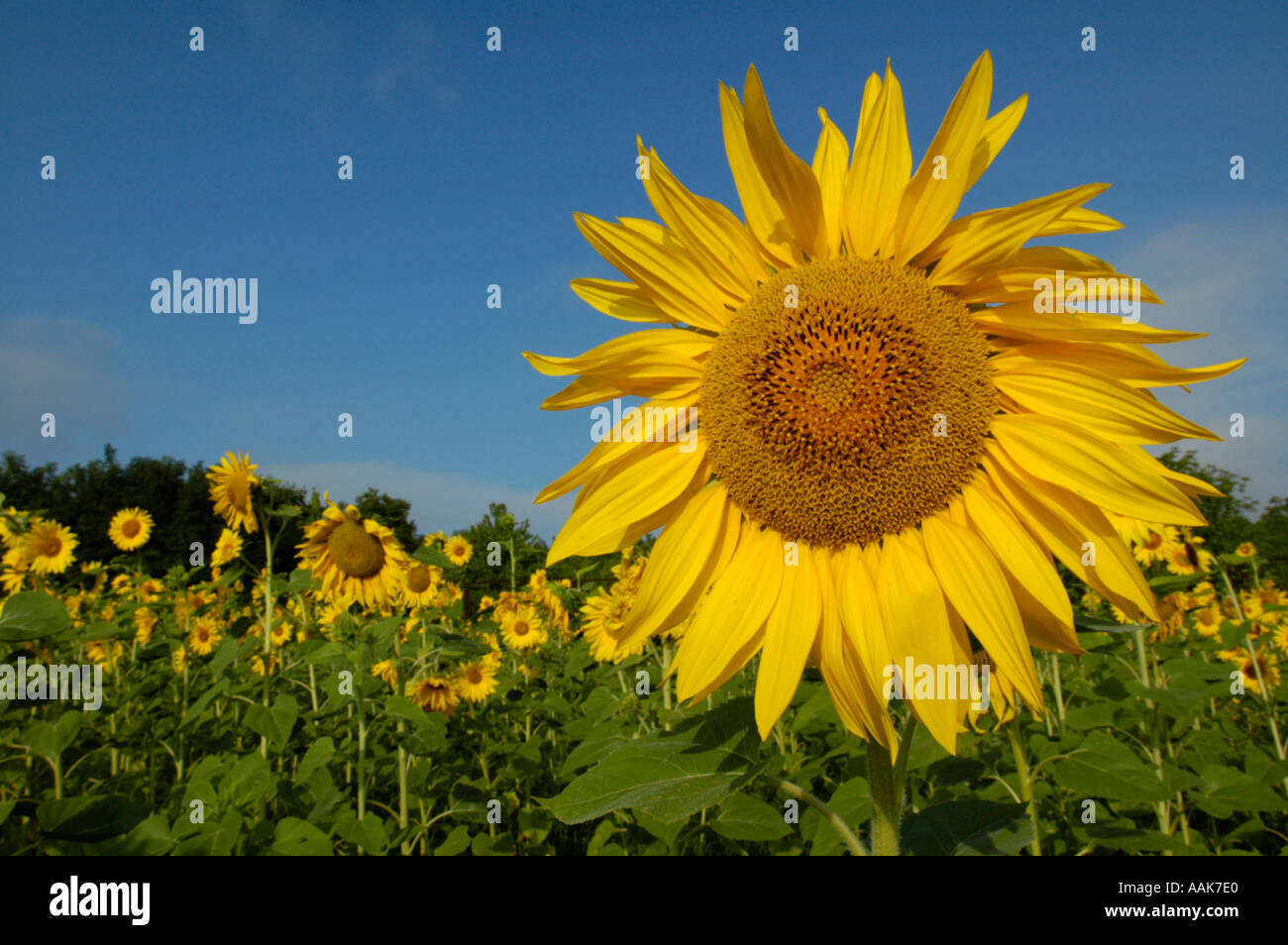 Sun Flower campo nella calda luce del mattino Foto Stock