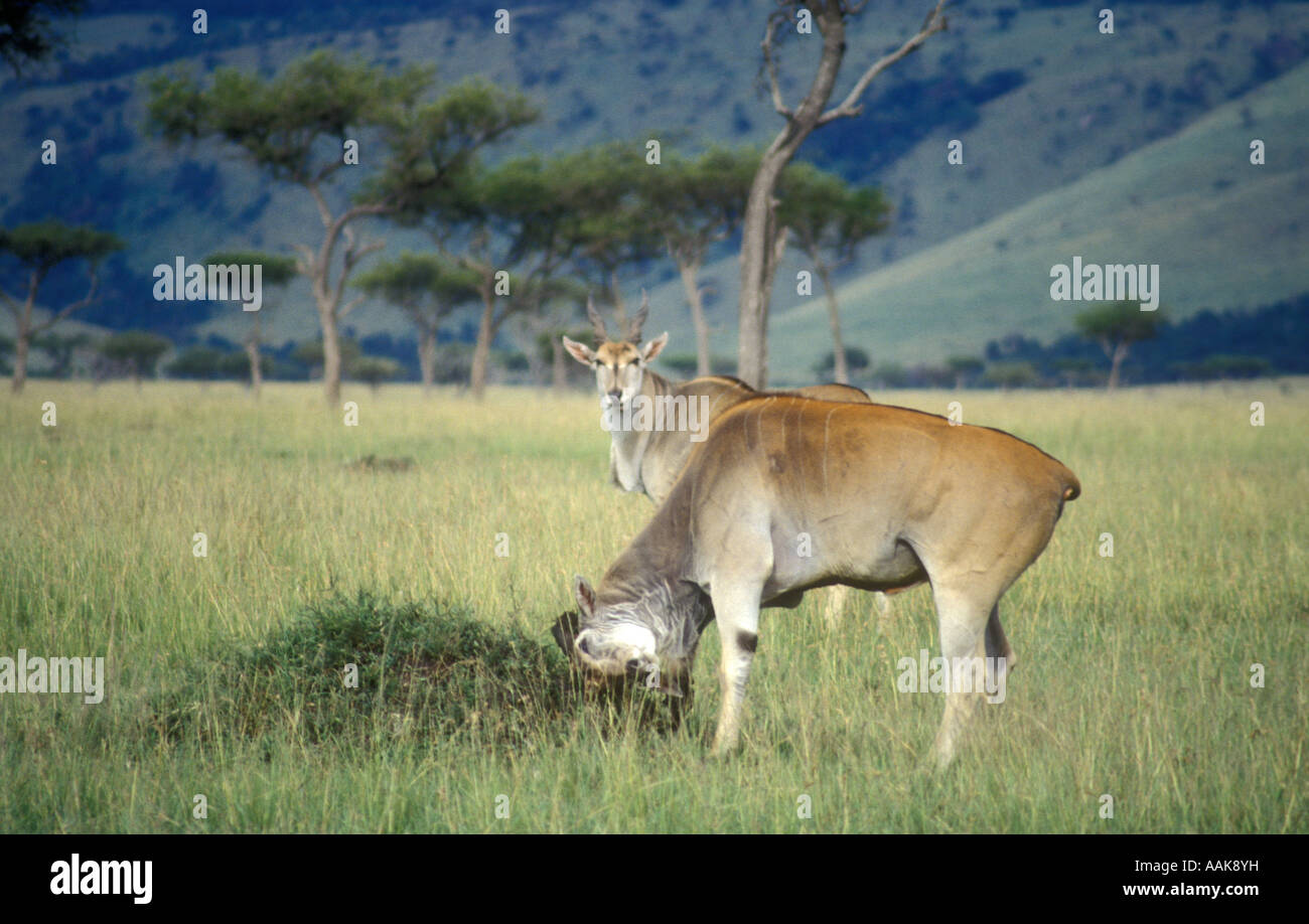 Due maschio bull Eland nella Riserva Nazionale di Masai Mara Kenya Africa orientale Foto Stock