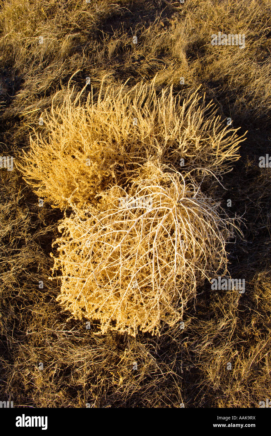 Tumbleweeds Fort Rock Oregon Foto Stock