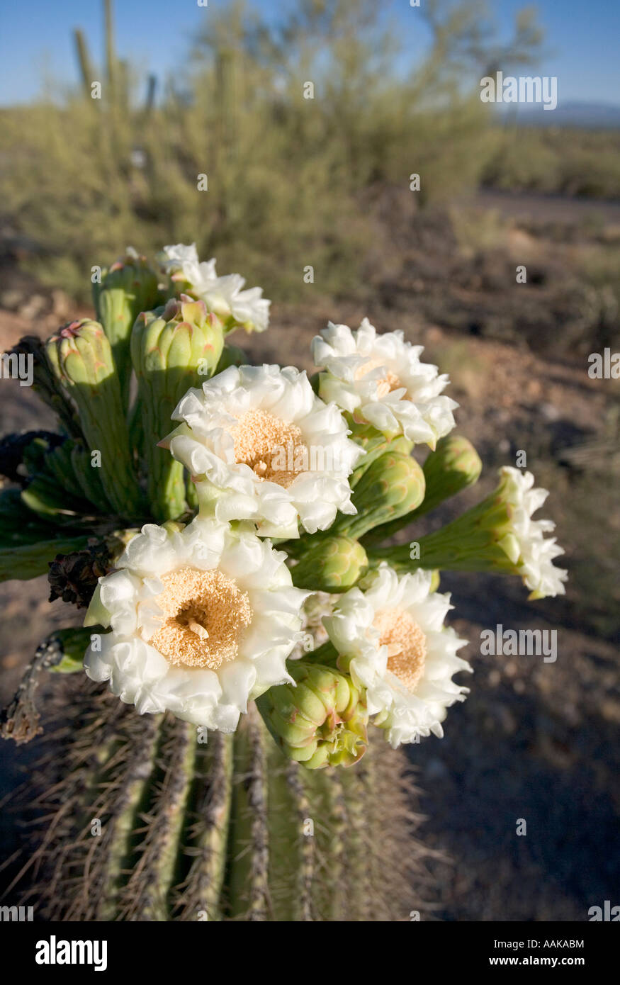 Un cactus Saguaro in fiore in Tucson in Arizona s Parco nazionale del Saguaro West Foto Stock