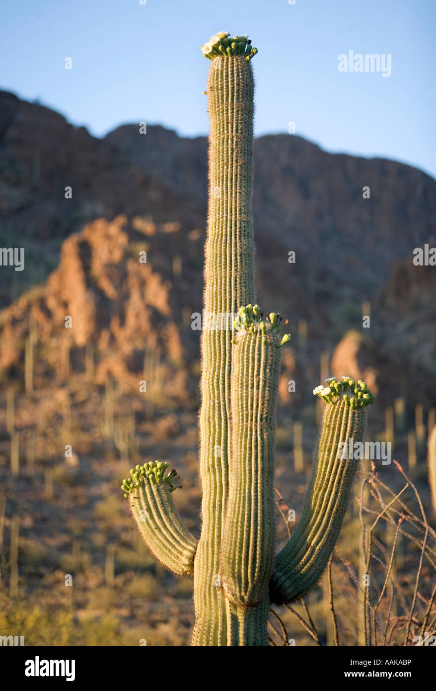 Fiori del Saguaro cactus in fiore nel parco nazionale del Saguaro Tucson in Arizona USA Foto Stock