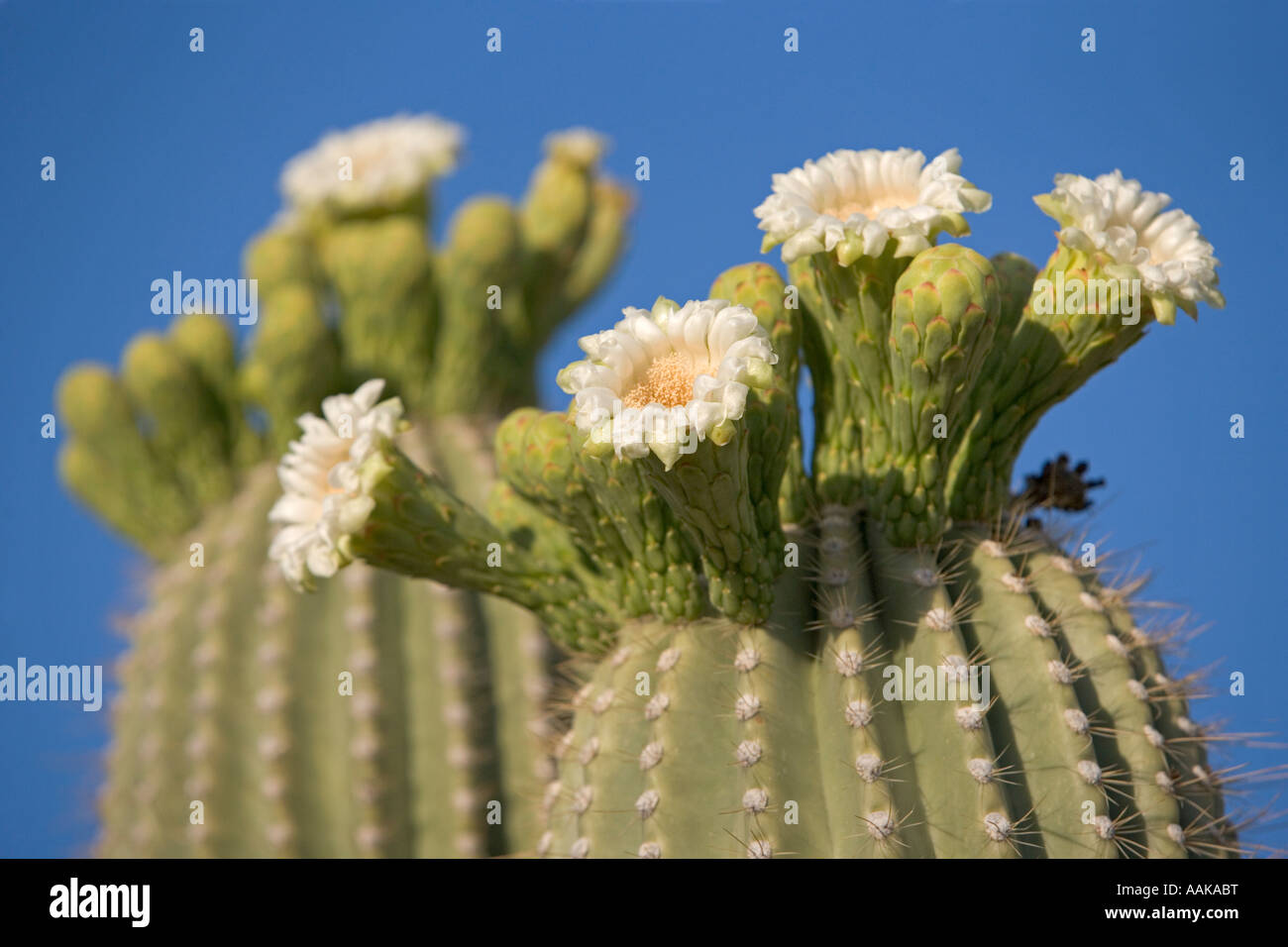Fiori del Saguaro cactus in fiore nel parco nazionale del Saguaro Tucson in Arizona USA Foto Stock