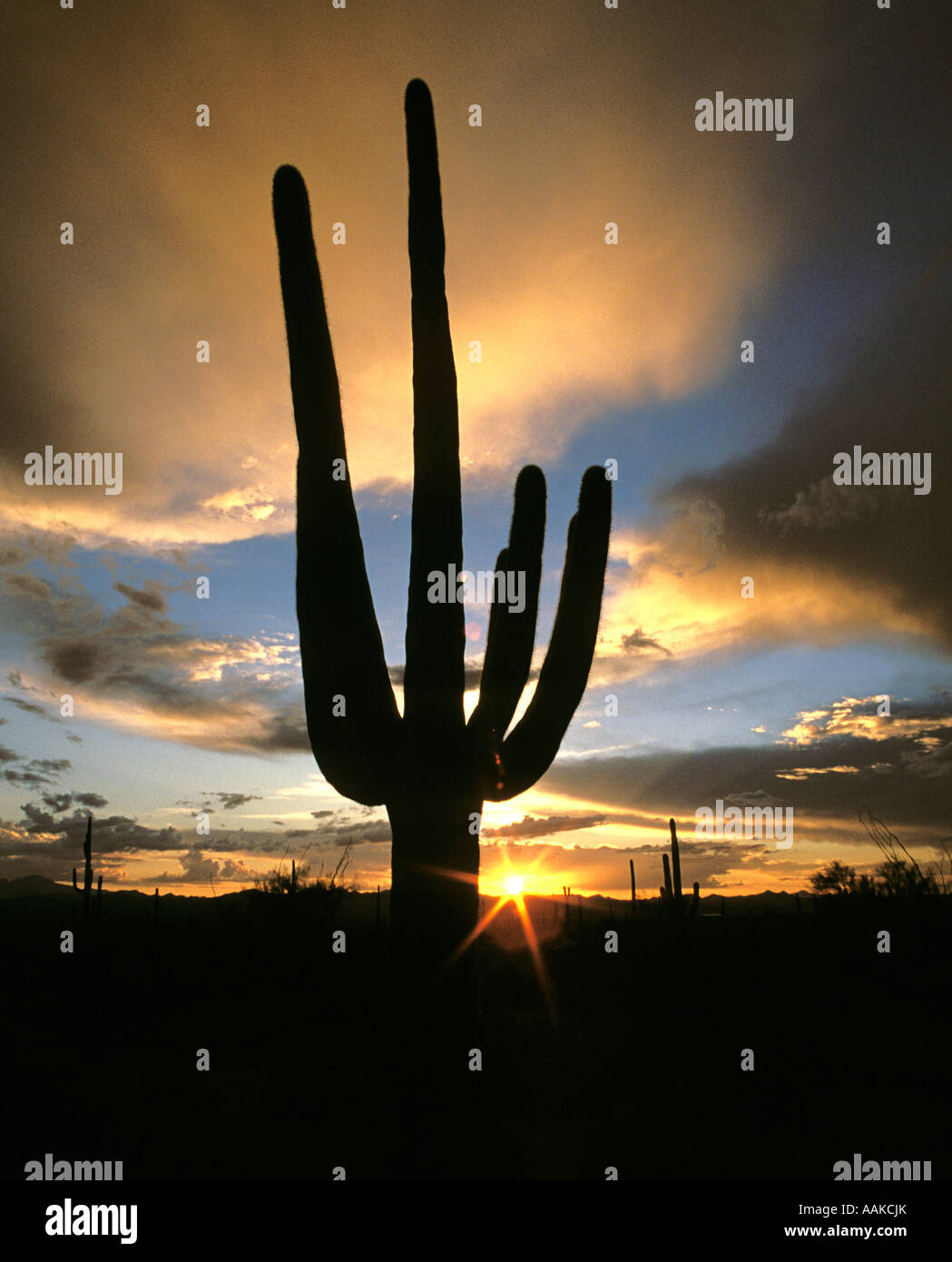 Cactus Saguaro stagliano contro il sole di setting Parco nazionale del Saguaro, Tucson in Arizona Foto Stock