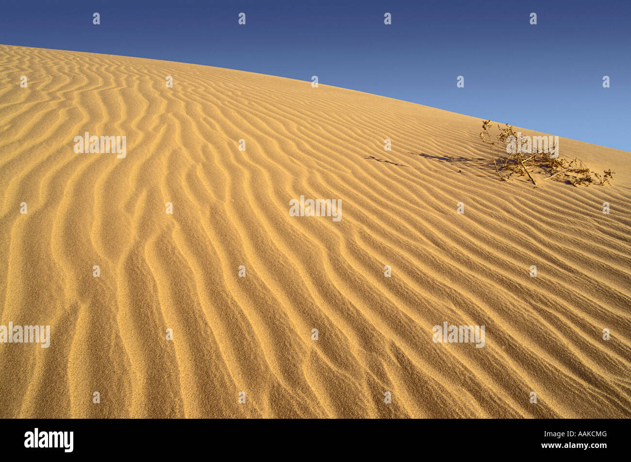 Imperial dune di sabbia di ricreazione e di Wilderness area aka Dune Algodones California Foto Stock