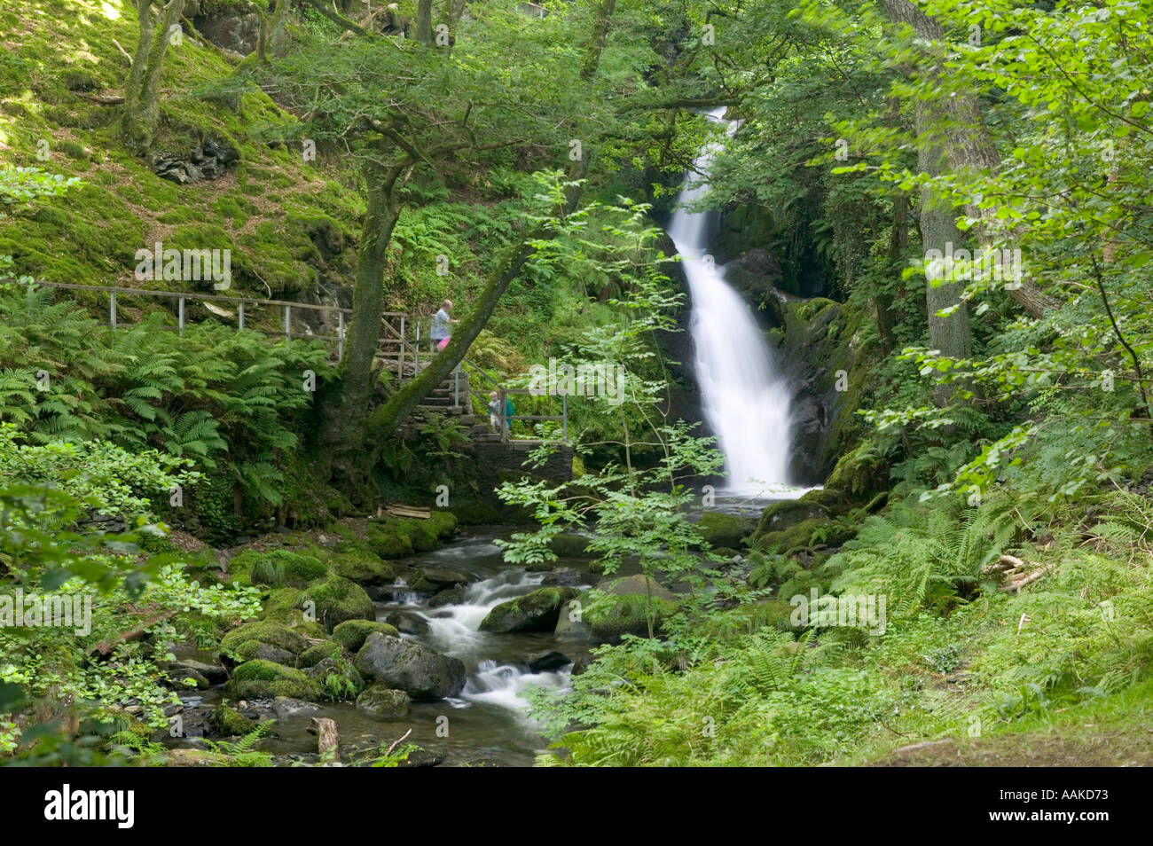 Dolgoch cade Tywyn Gwynedd Snowdonia National Park in Galles Foto Stock