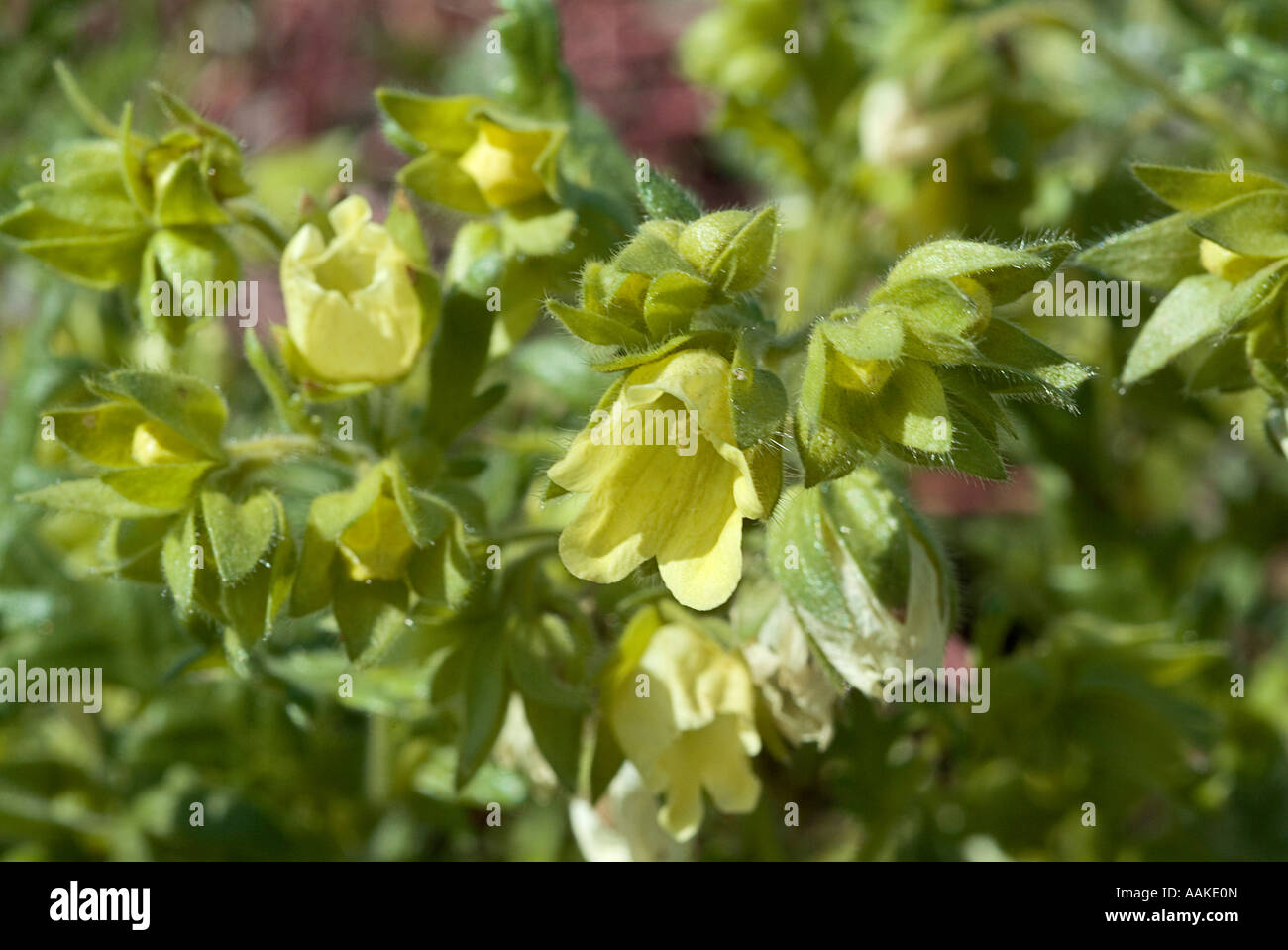 Whispering campane Emmenanthe penduliflora Foto Stock