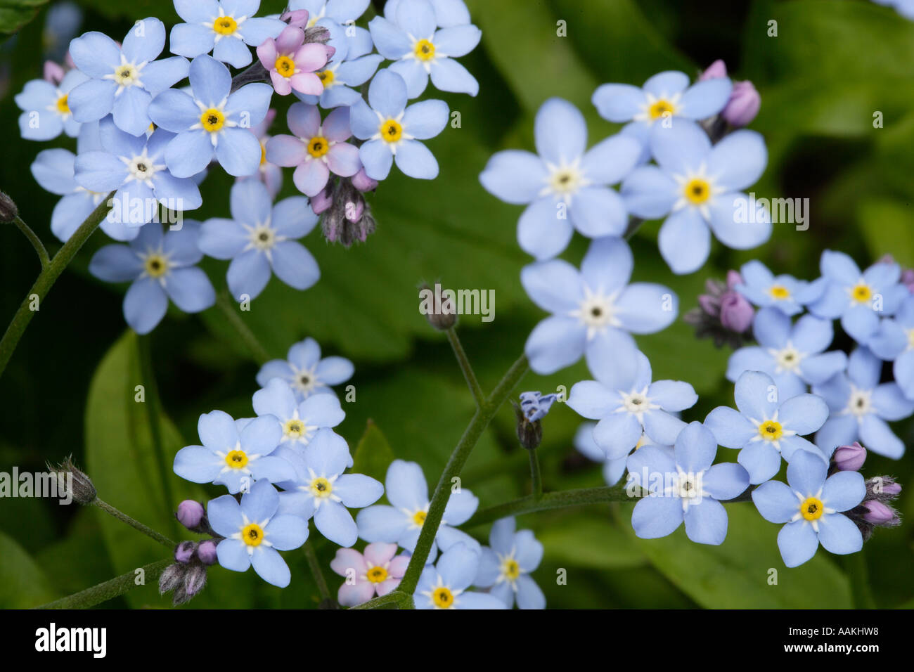 Non ti scordar di me fiori Foto Stock