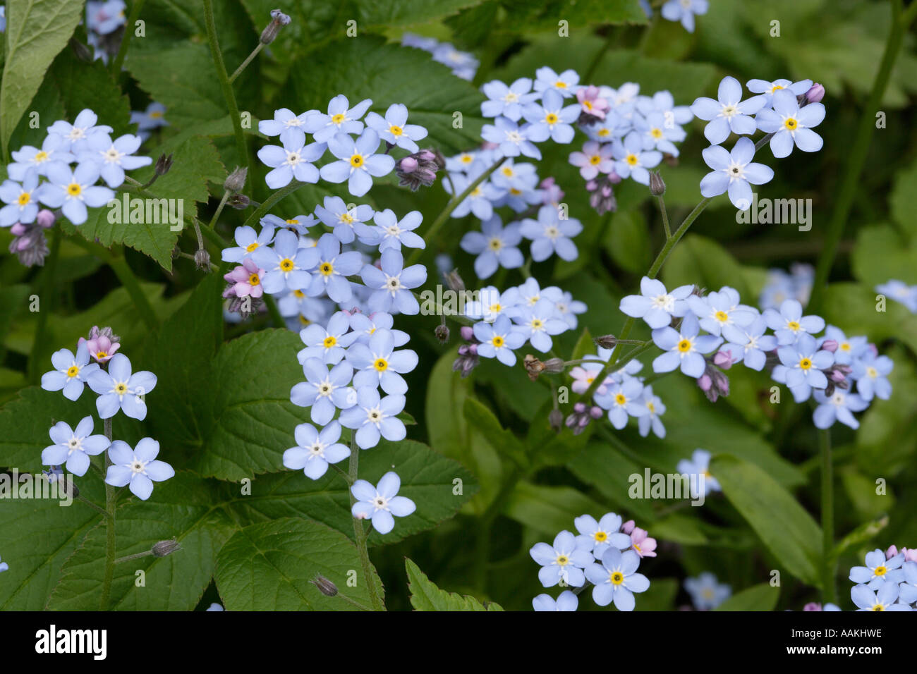 Non ti scordar di me fiori Foto Stock