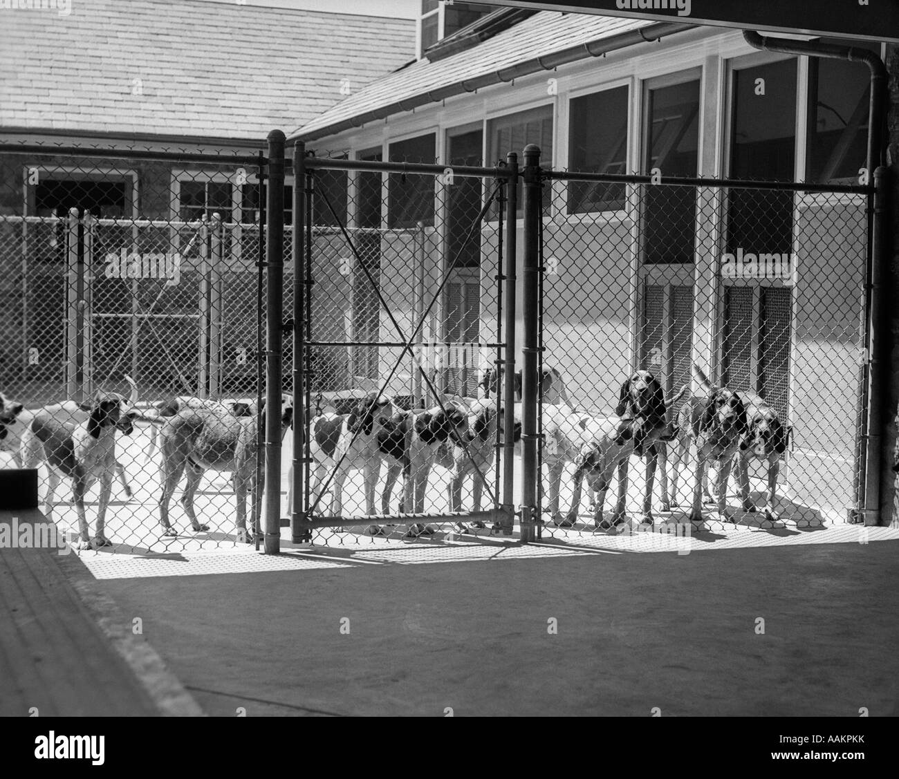 1930s KENNEL cortile pieno FOX HOUND FOXHOUNDS cani recinto di filo gabbia canili cani da caccia di razza Foto Stock