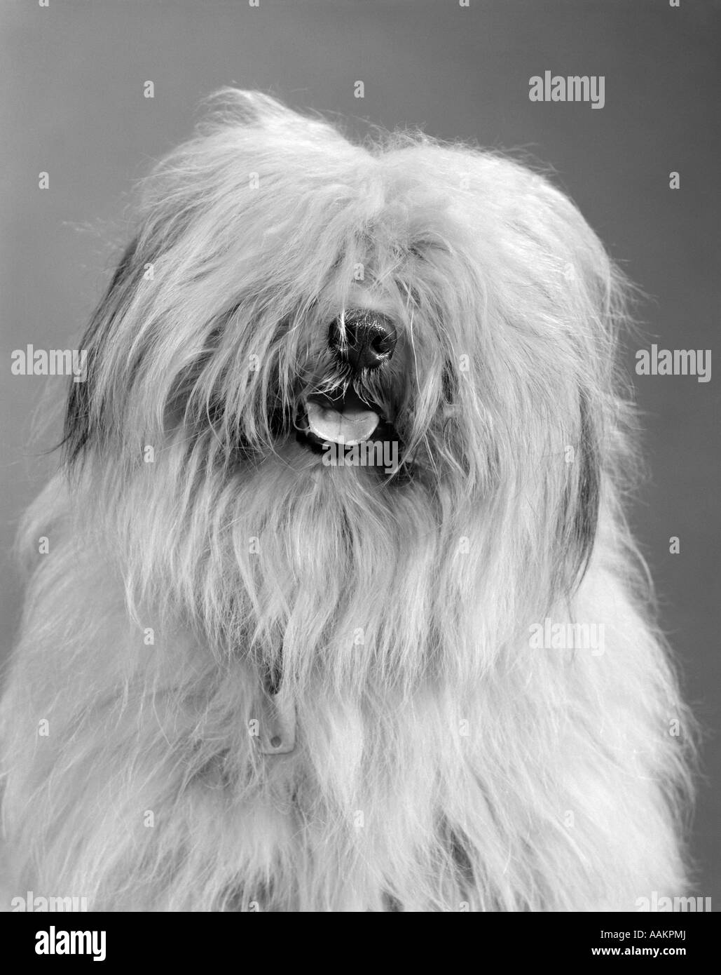 Anni sessanta RITRATTO DI SHEEPDOG inglese con i capelli che coprono gli occhi e lingua appena appendere fuori Foto Stock