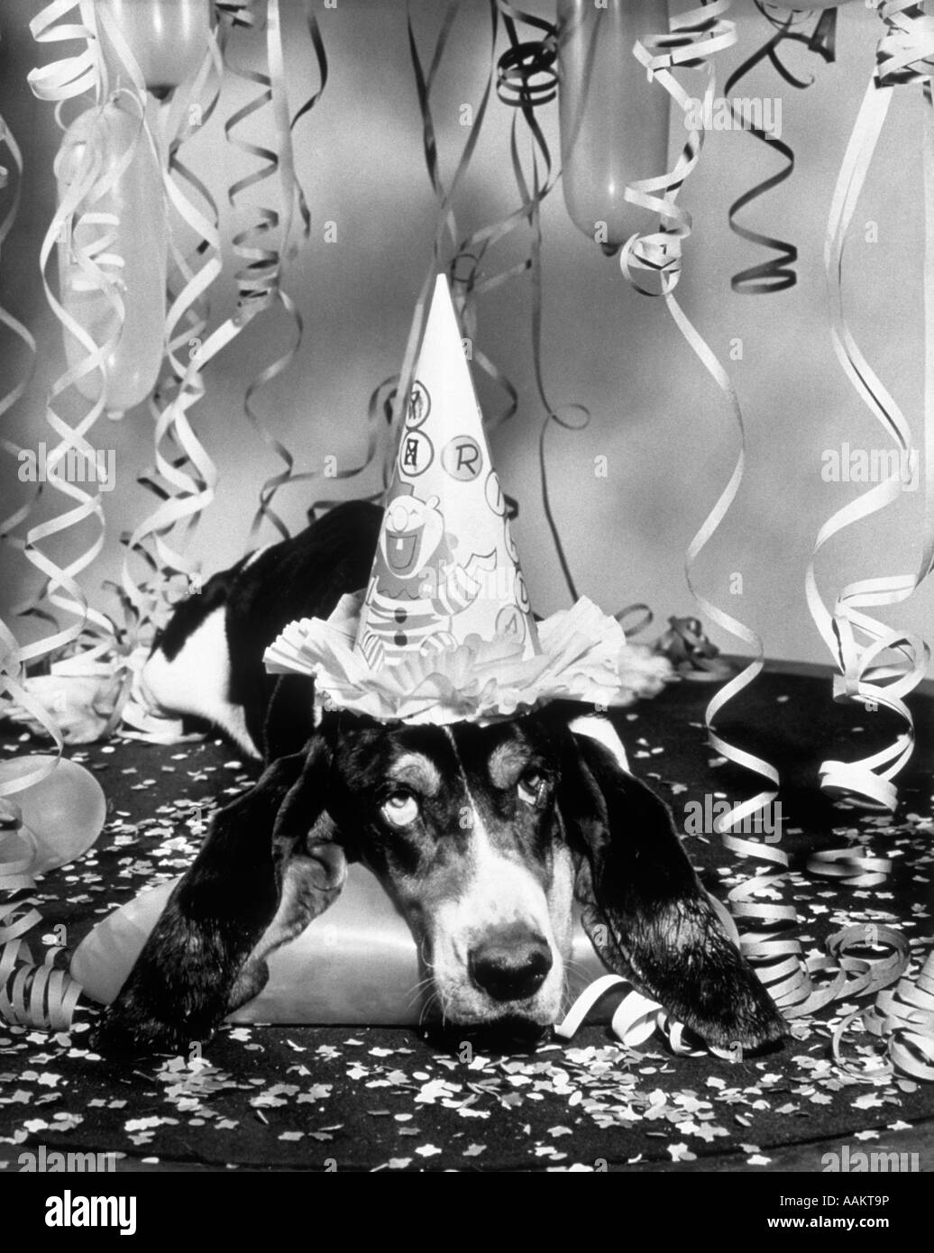 Anni Cinquanta FUNNY Basset Hound indossando PARTY HAT cercando stanco o appeso sopra Foto Stock