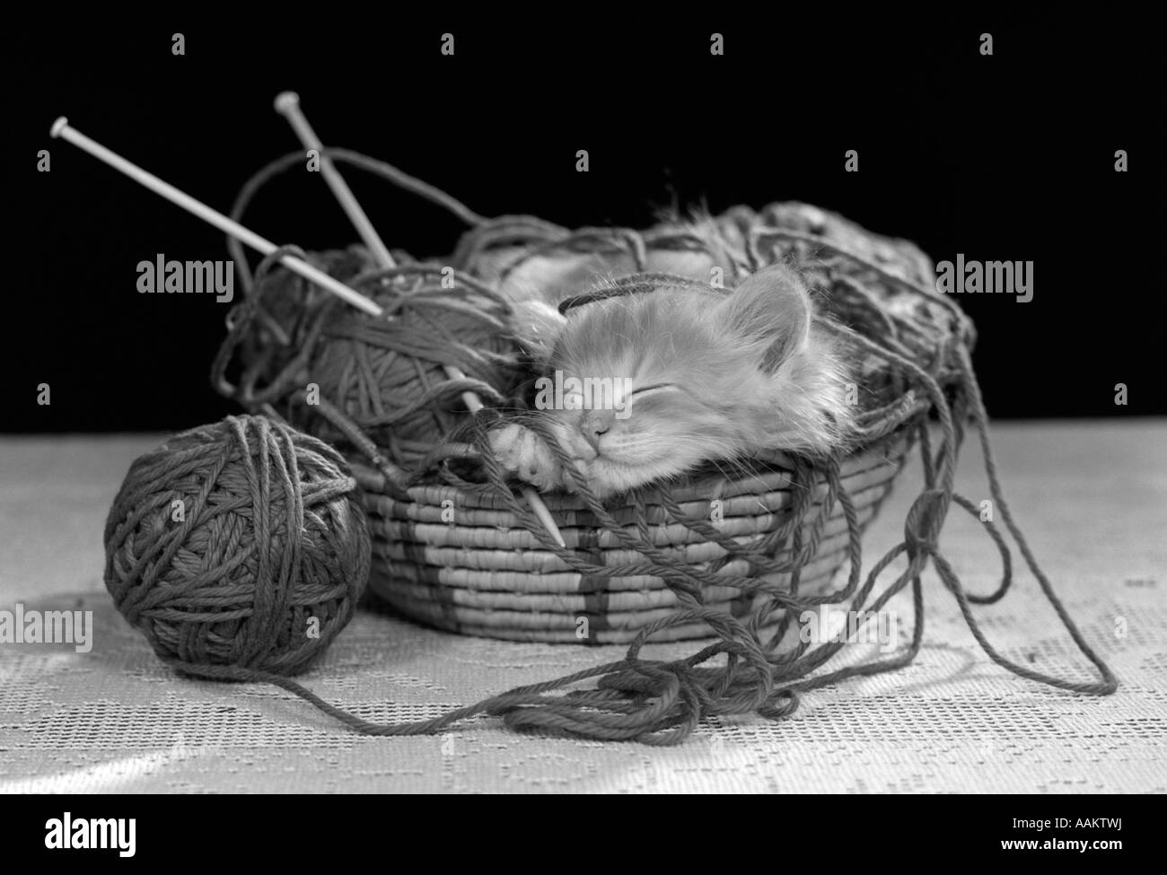 Anni Cinquanta SLEEPING gattino dormire nei filati per maglieria a cestello Foto Stock